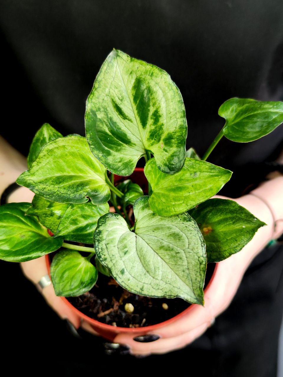 Сингониум Мышиные Ушки (Syngonium Mouse Ears) D10см