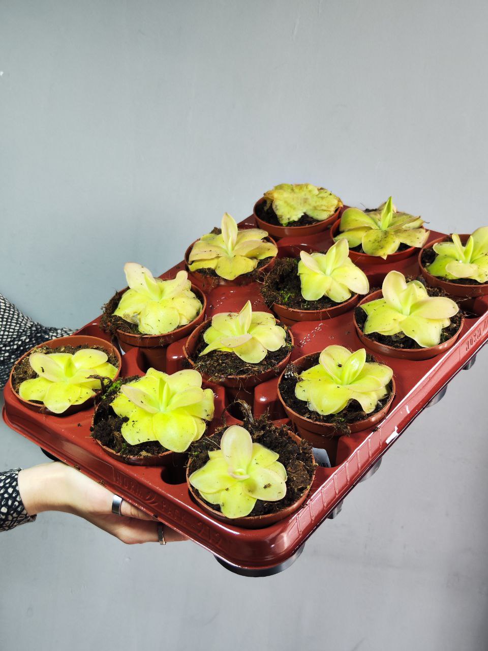 Жирянка Гватемала (Pinguicula Guatemala) D9см