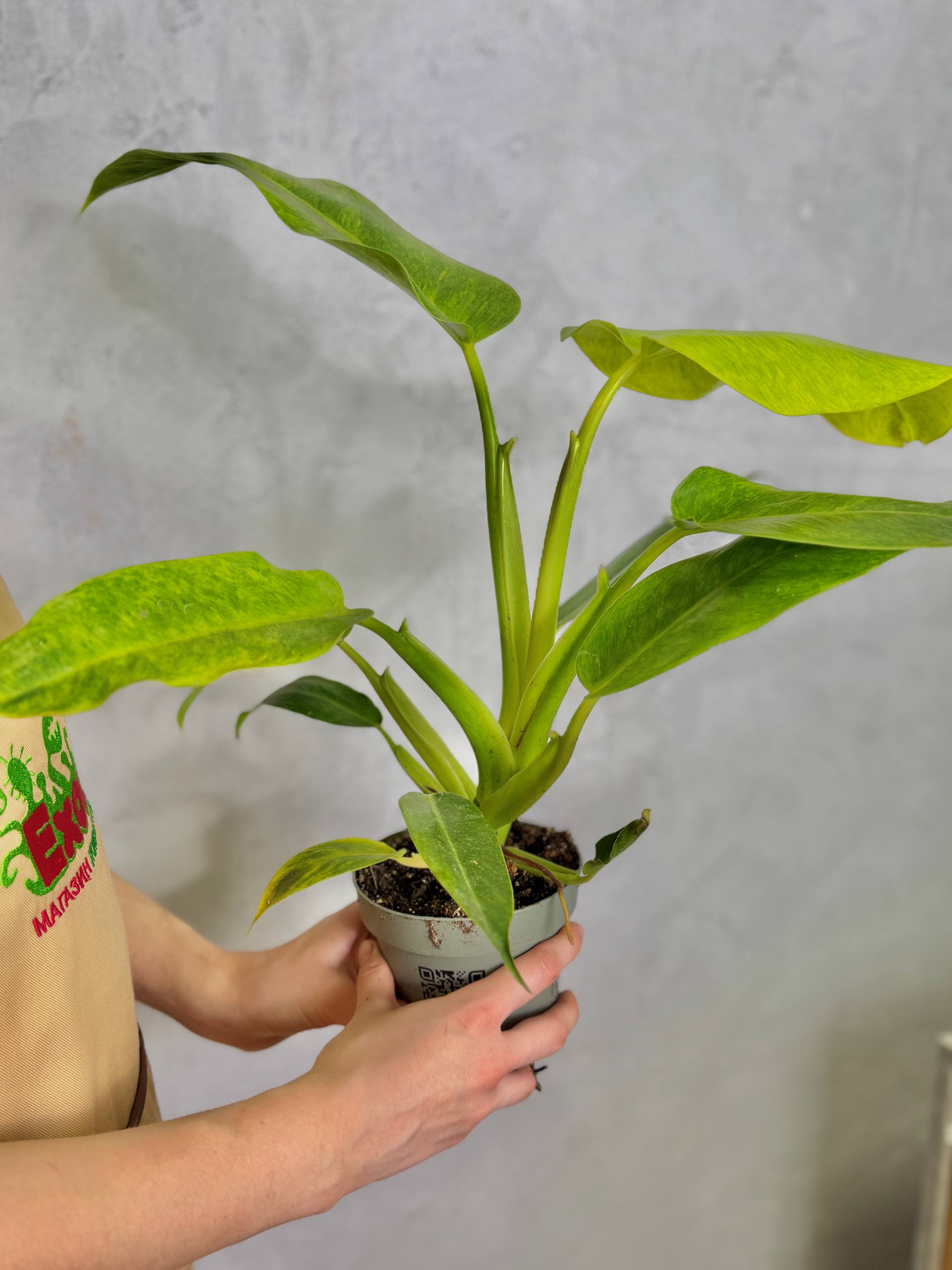 Филодендрон Калкин Голд (Philodendron Calkins Gold) D12см