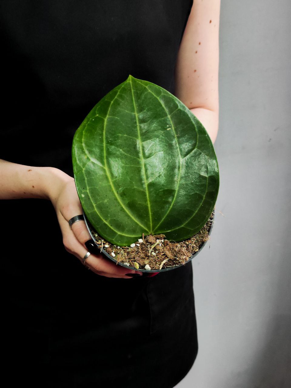 Хойя Латифолия, или Хойя Широколистная (Hoya Latifolia) D12см