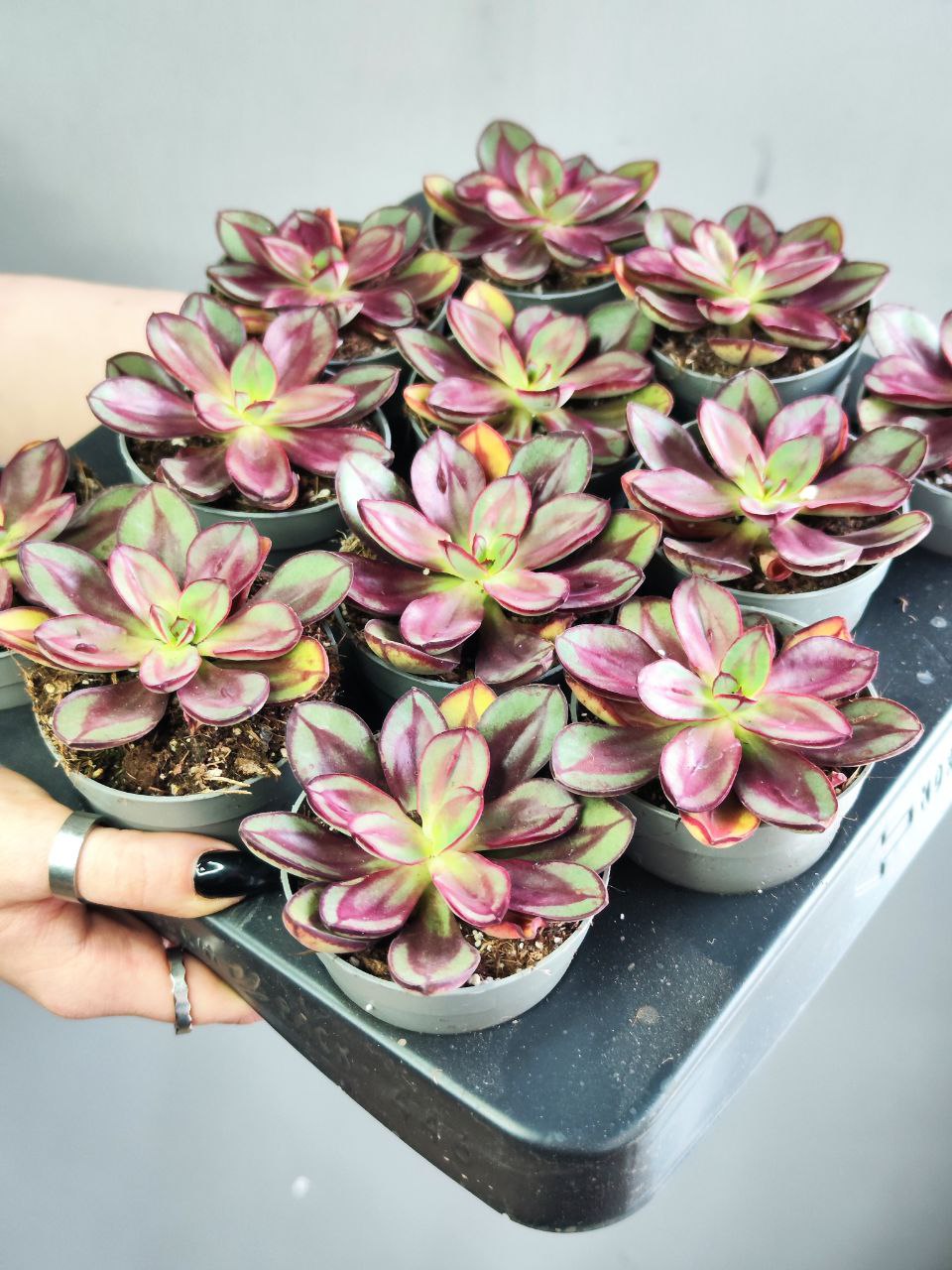 Эхеверия Нодулоза Маруба (Echeveria Nodulosa Maruba Benitsukasa) D6см