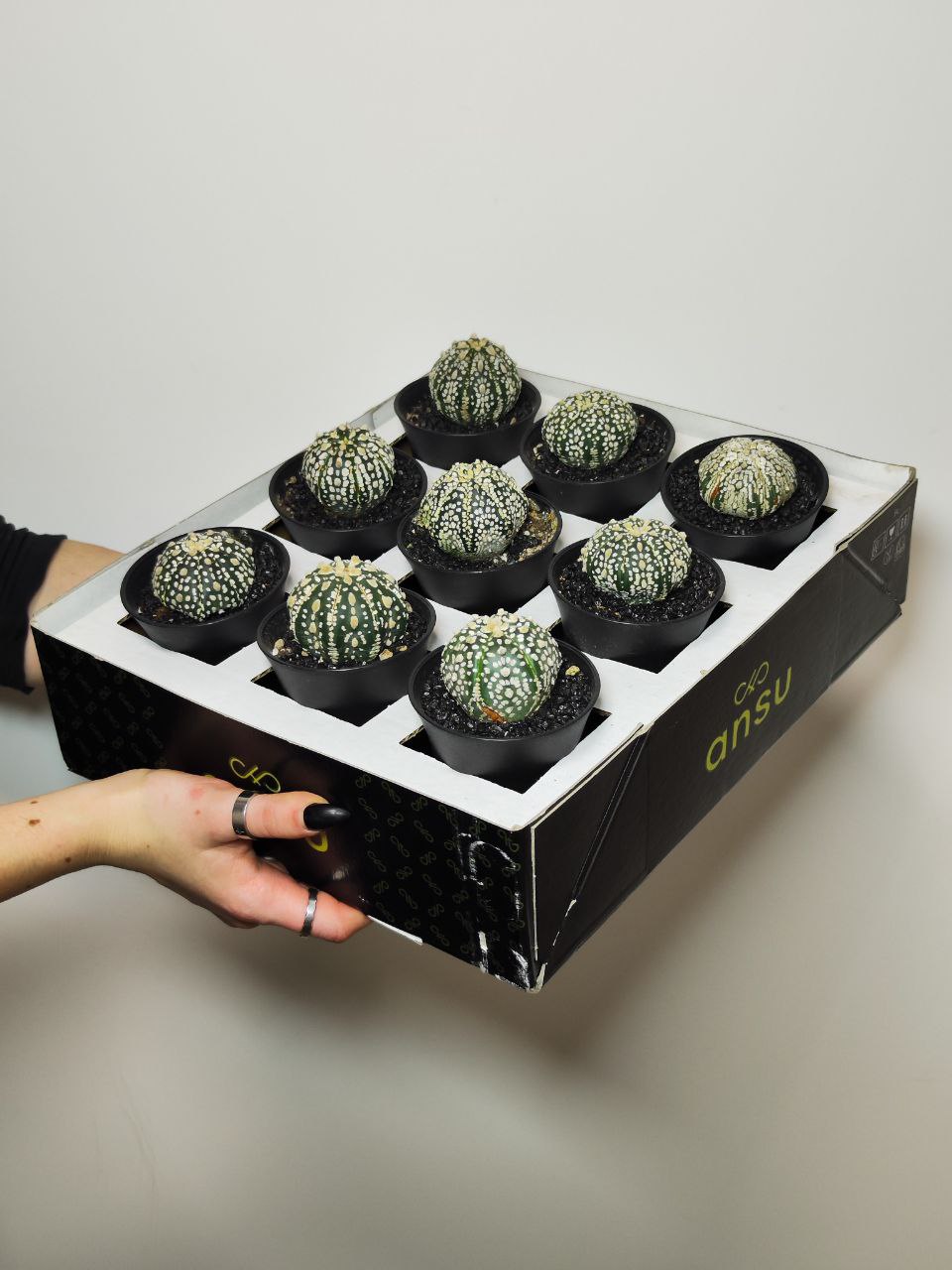 Астрофитум Супер Кабуто (Astrophytum Super Kabuto) D5см