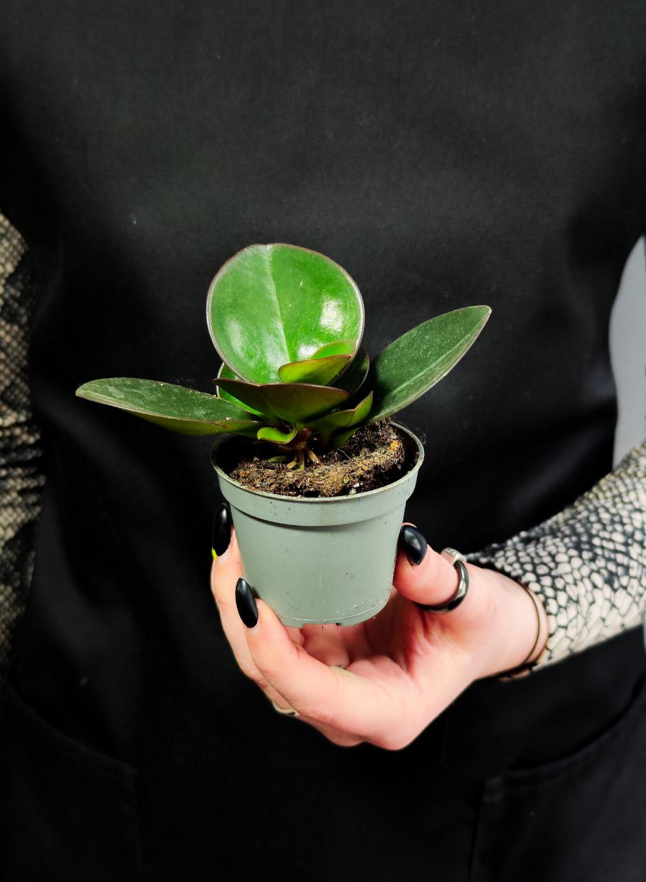 Пеперомия Клузиелистная Ред Маргин (Peperomia Сlusiifolia Red Margin) D5см