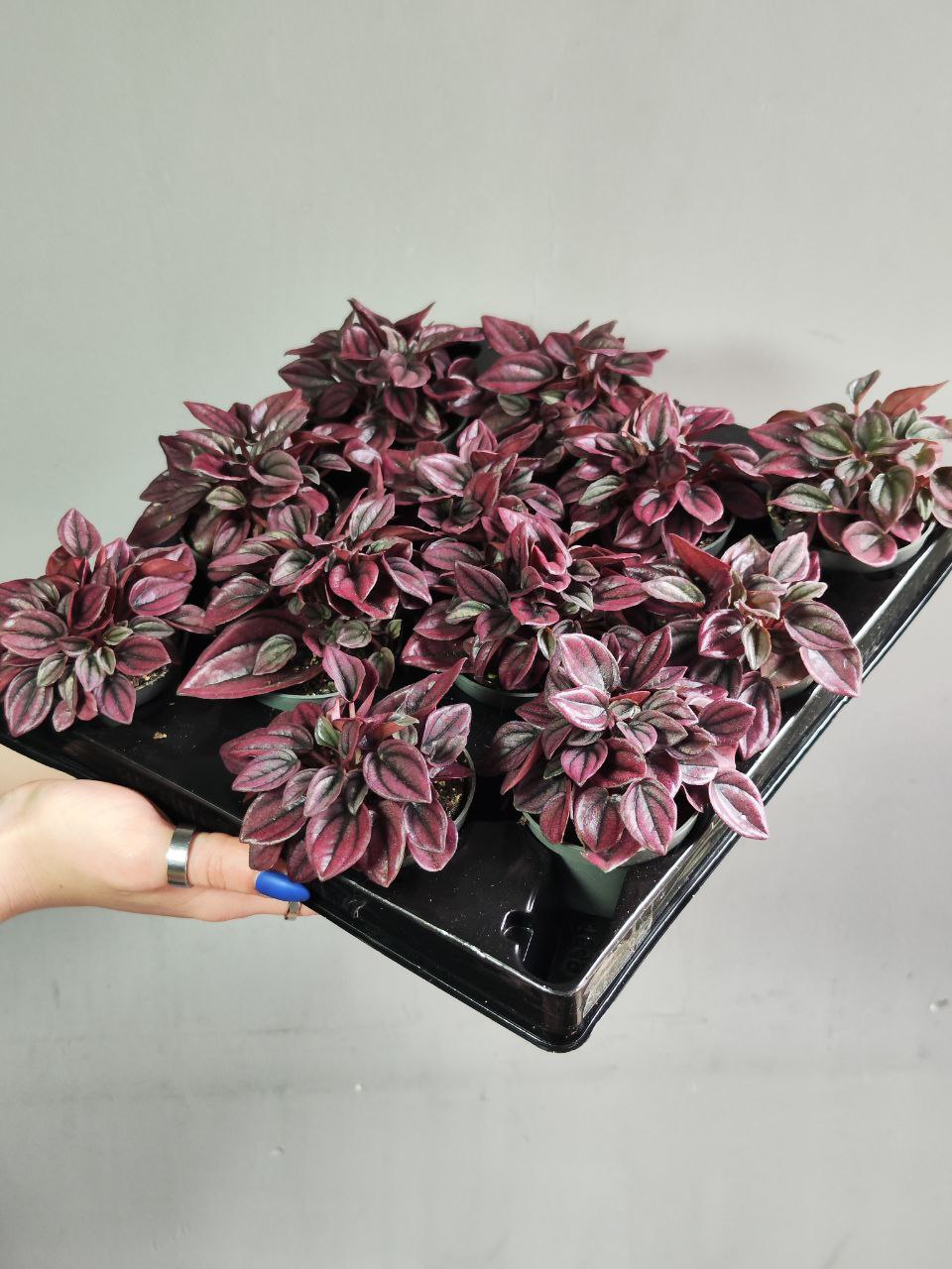Пеперомия Каперата Кайен (Peperomia Сaperata Cayenne) D5см