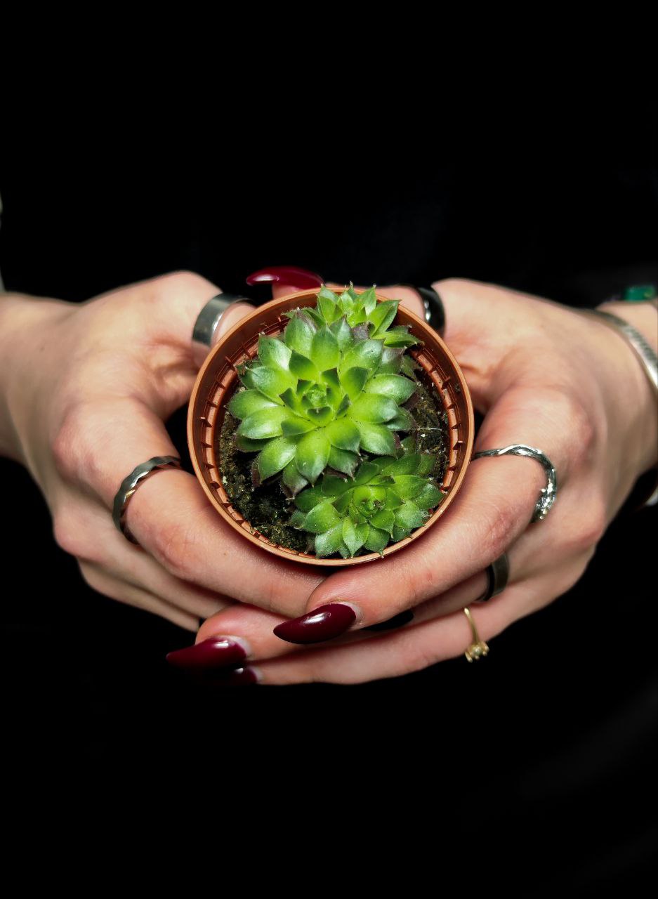 Молодило «Фараон» (Sempervivum Faraon) D5см