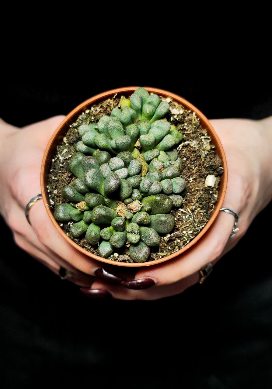 Алоинопсис Шунеса (Aloinopsis Schooneesii) D8,5см