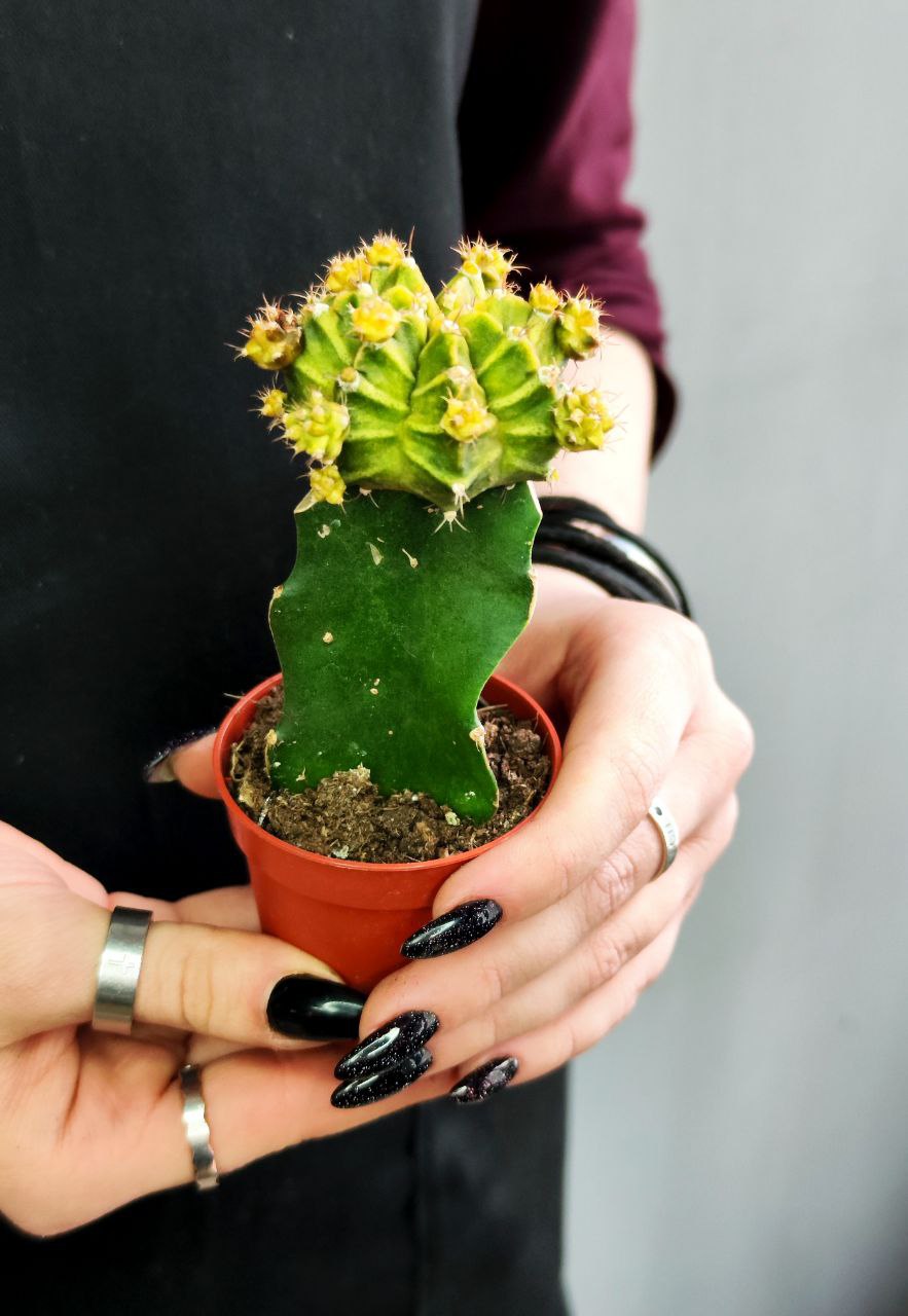 Кактус Гимнокалициум Михановича Зеленый (Gymnocalycium Mihanovichii Green) D5см