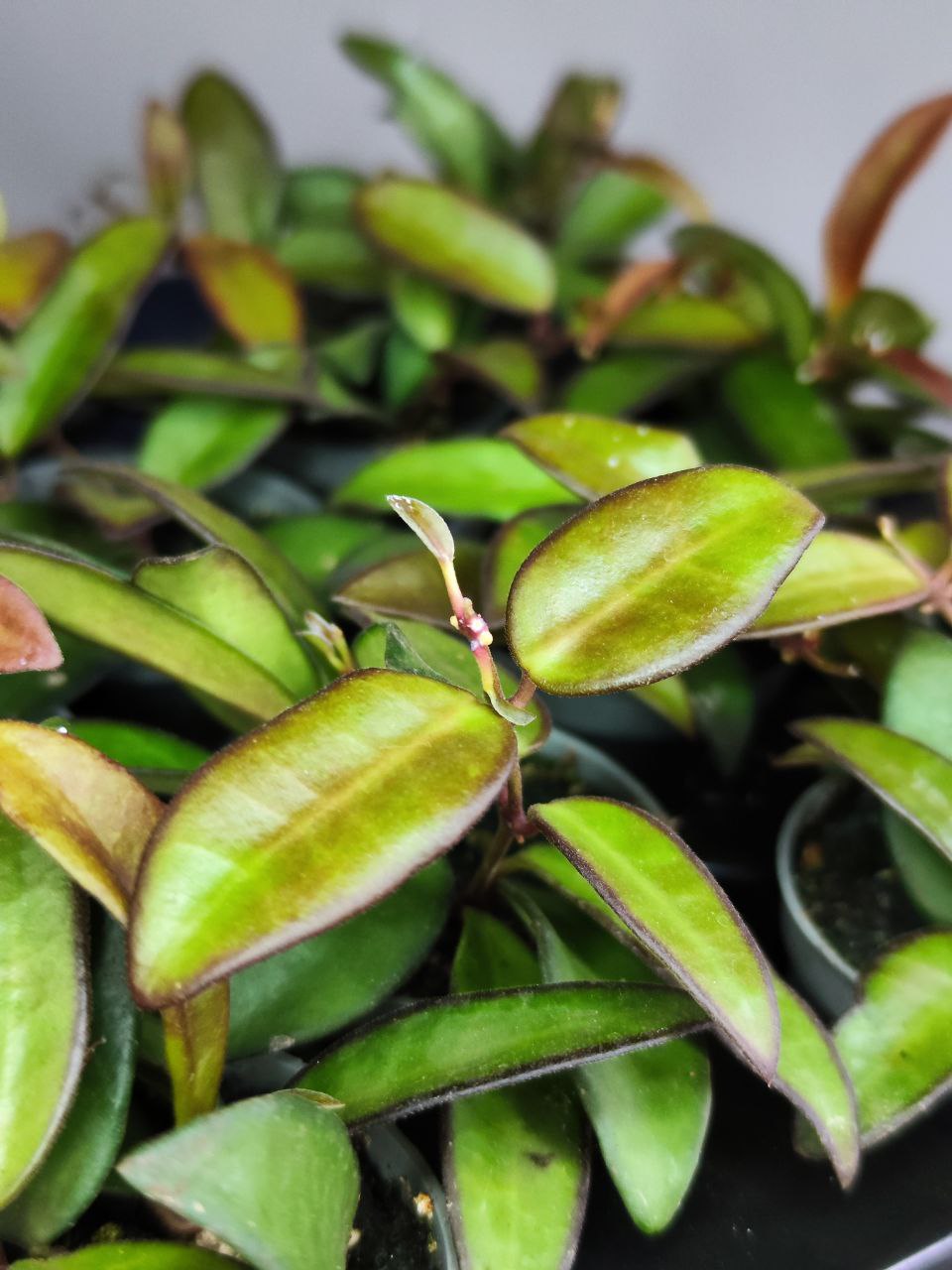 Хойя Росита (Hoya Rosita) D6см