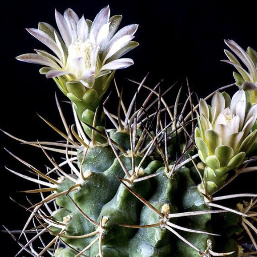 Гимнокалициум Балдианум Альбифлорум (Gymnocalycium Baldianum f. Albiflorum) D6см