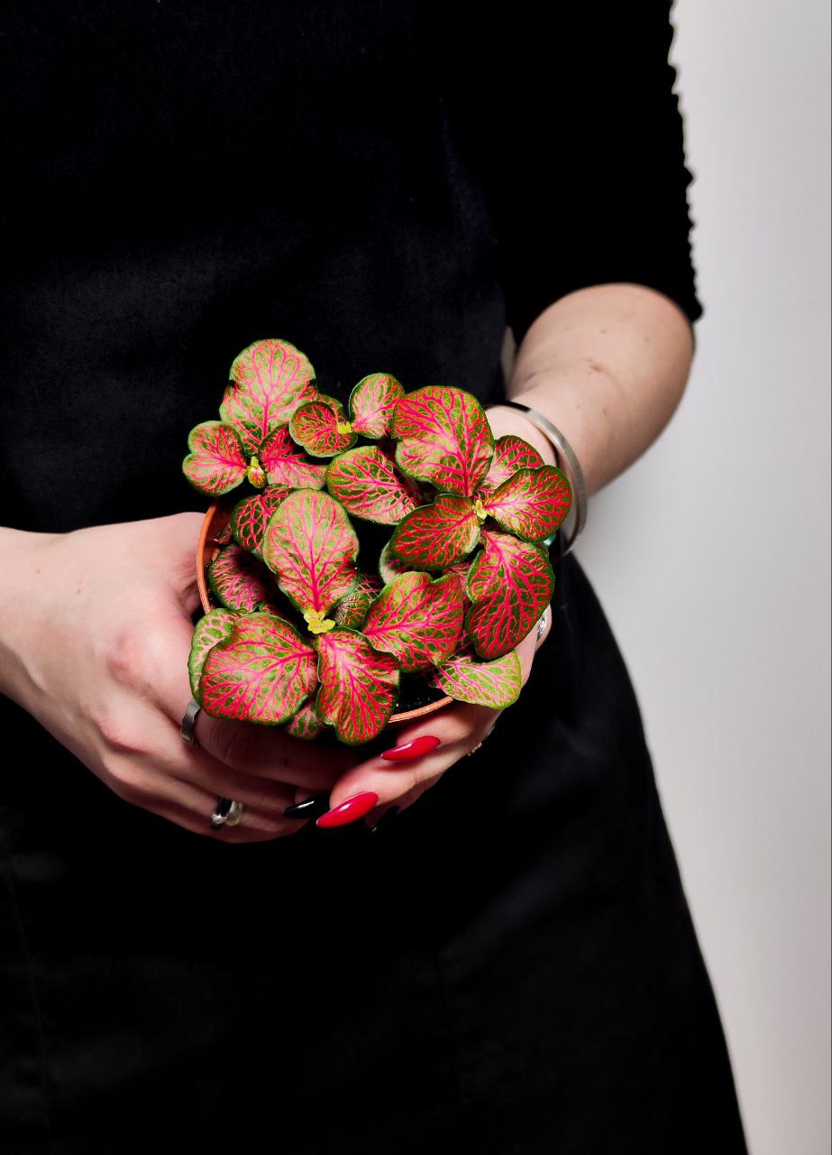 Фиттония Ред Стар (Fittonia Red Star) D8,5см