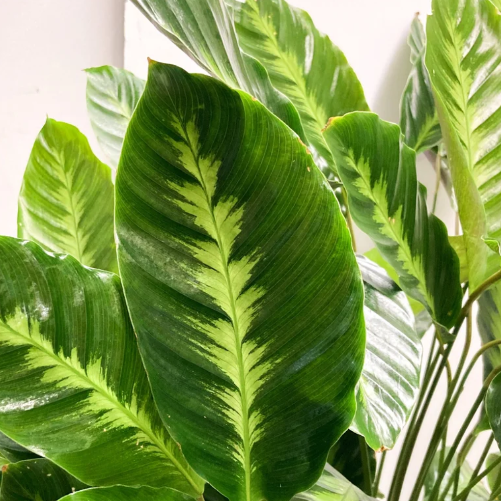 Калатея (Гоппертия) Гибридная (Calathea Hybrid) D7см