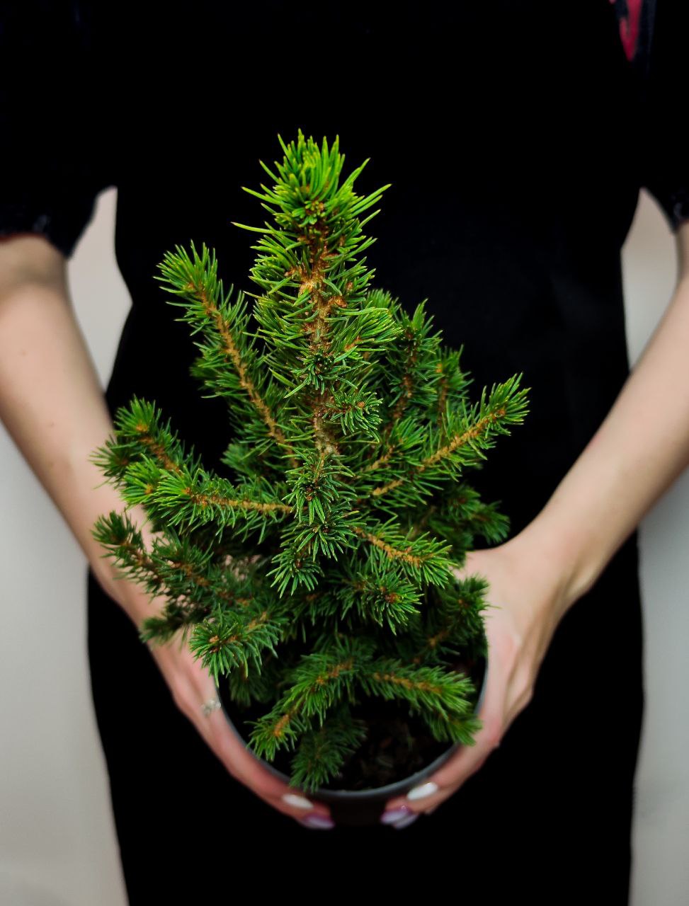 Ель Глаука Коника (Picea Glauca Conica) D9см, живая елка в горшке