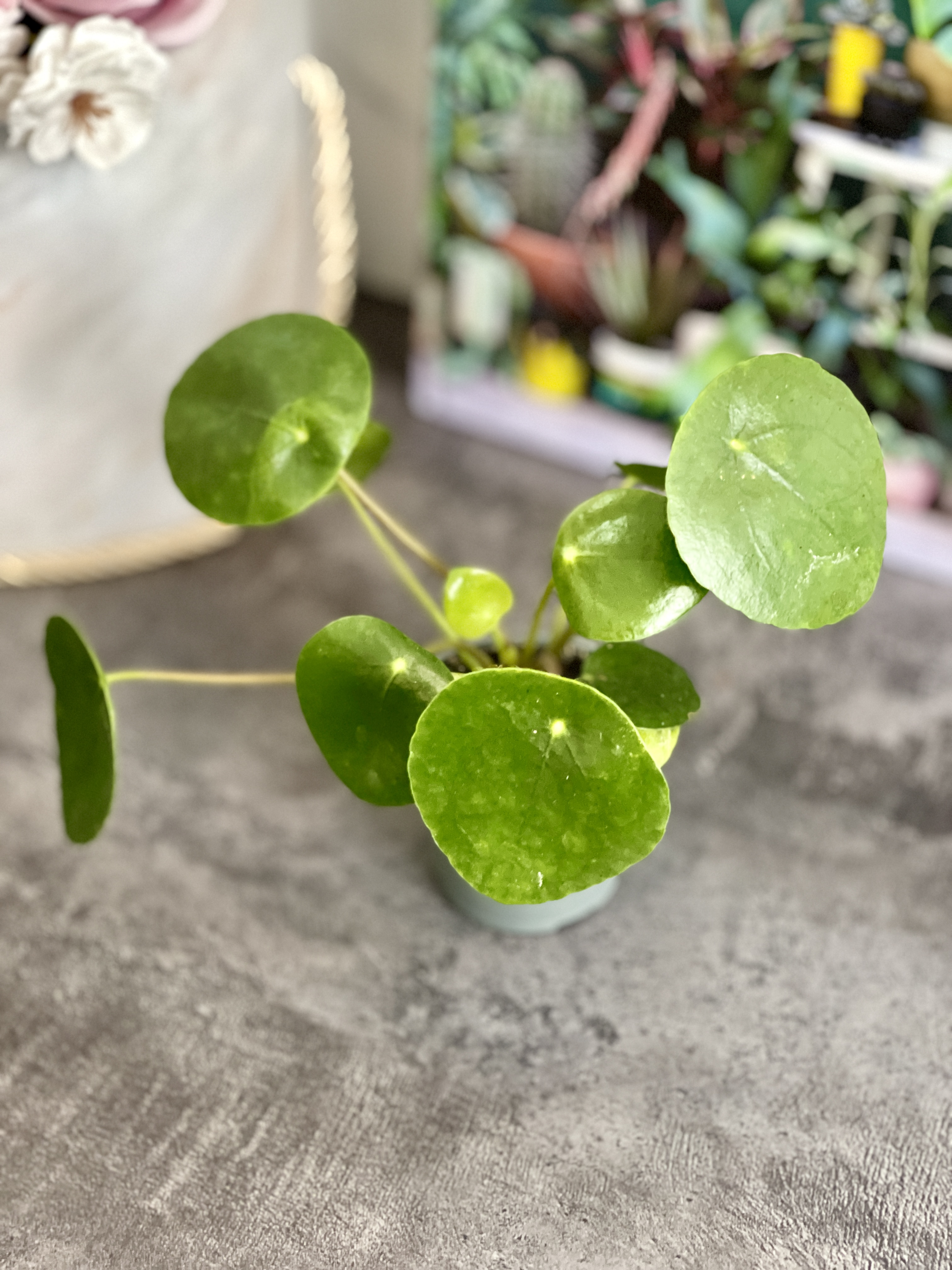 Пилея Пеперомиевидная (Pilea Peperomioides) D6см