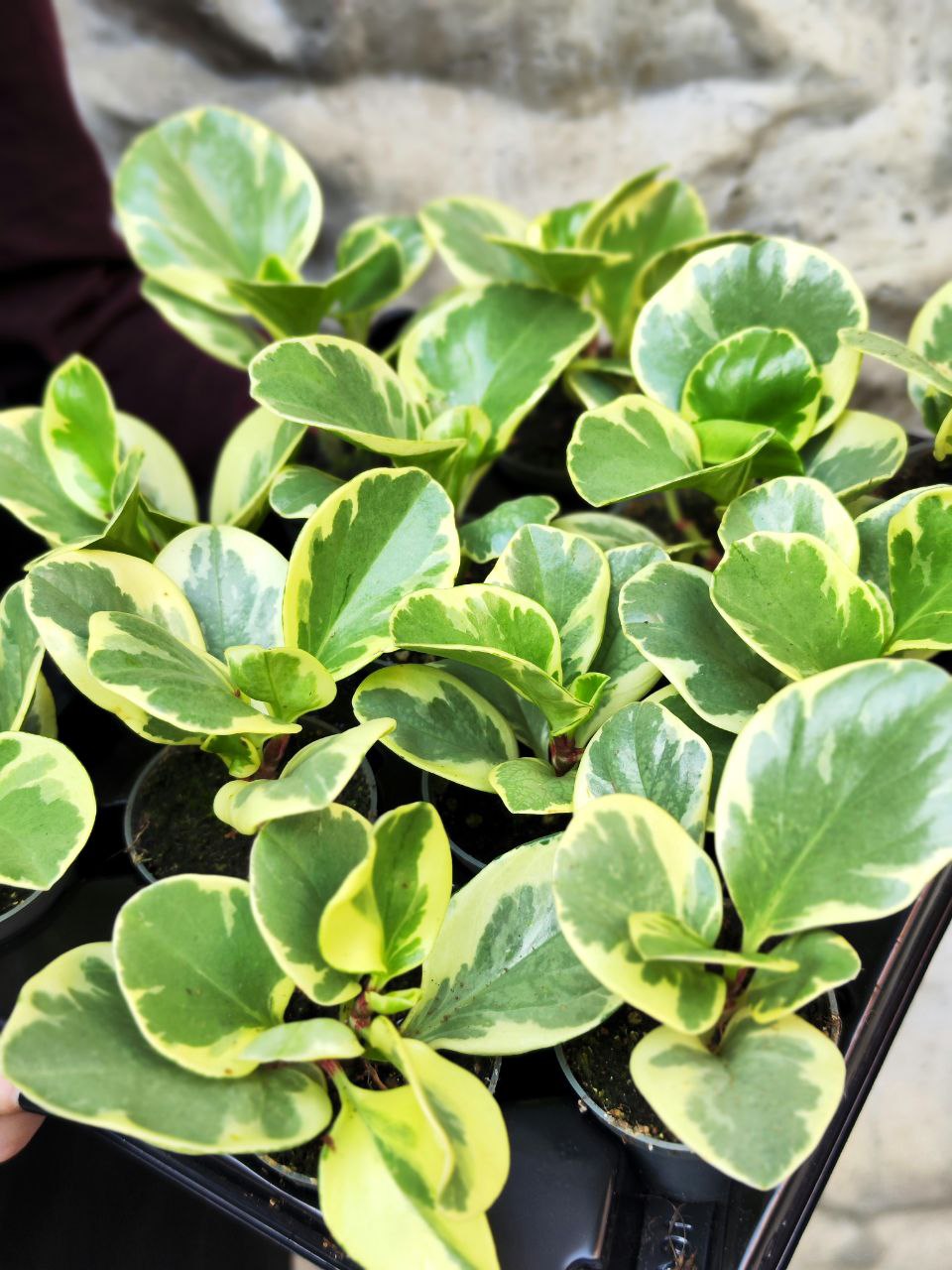 Пеперомия Туполистная Вариегатная (Peperomia Obtusifolia Variegata) D5см