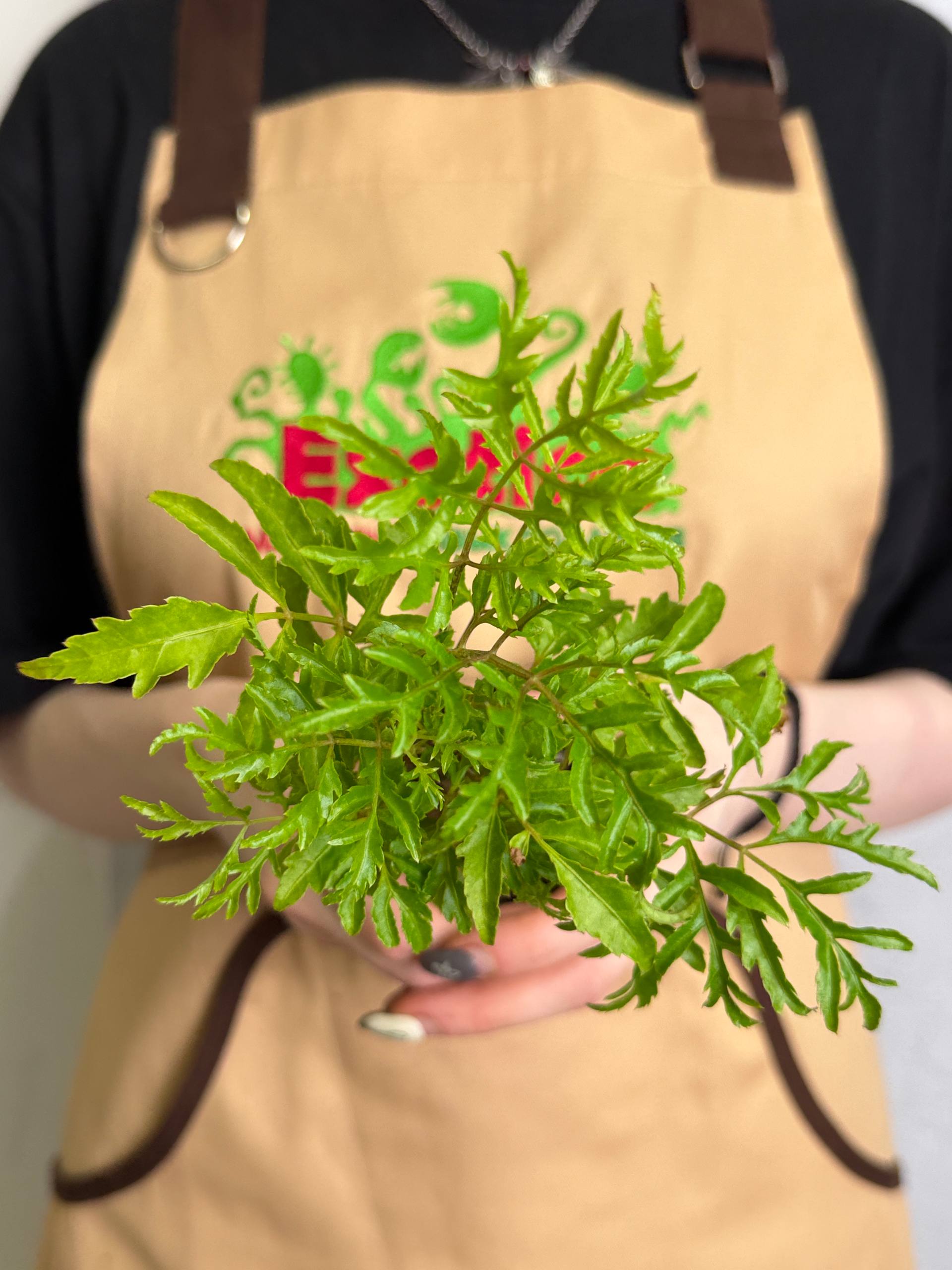 Полисциас Папоротниколистный, или Фруктикоза  (Polyscias Filicifolia) D6см