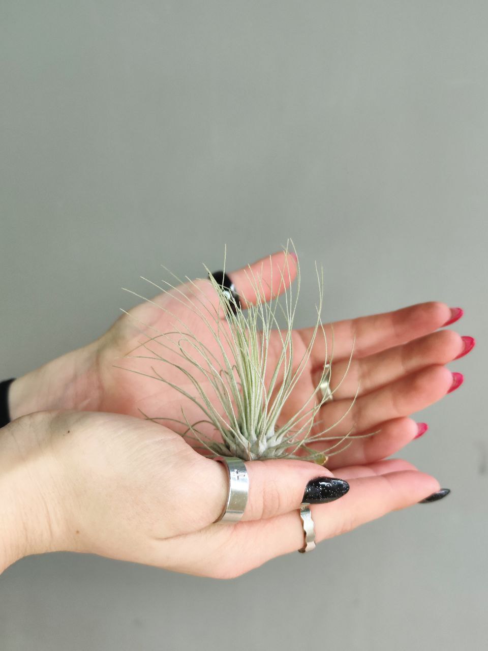 Тилландсия Серебристая (Tillandsia Argentea)