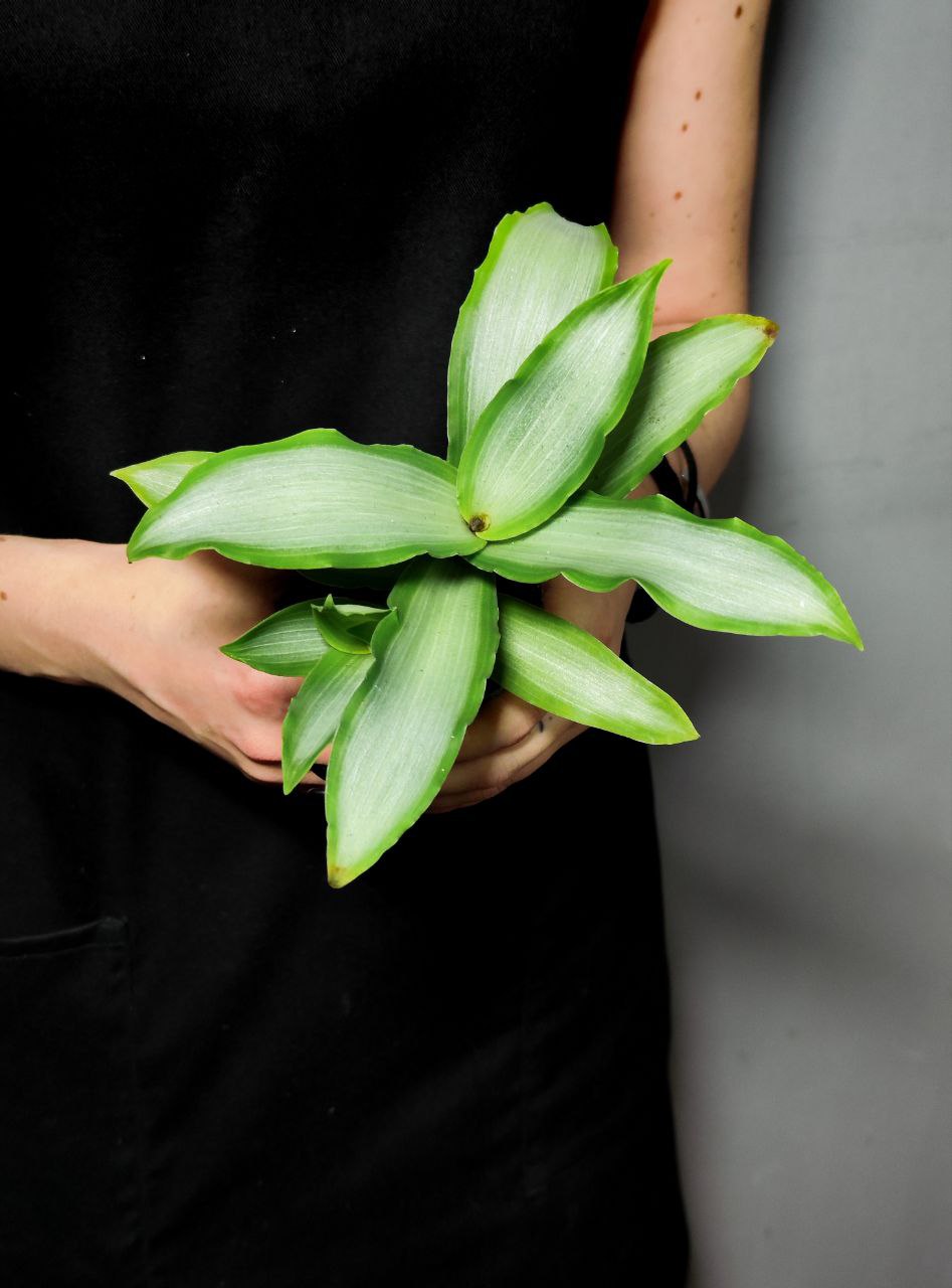 Традесканция Сильвер, или  Мурданния Лориформис Бридж Стар (Murdannia Loriformis Bright Star) D6см