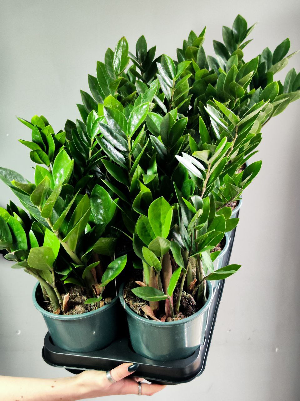 Замиокулькас Замиофолия (Zamioculcas Zamiifolia) D10см