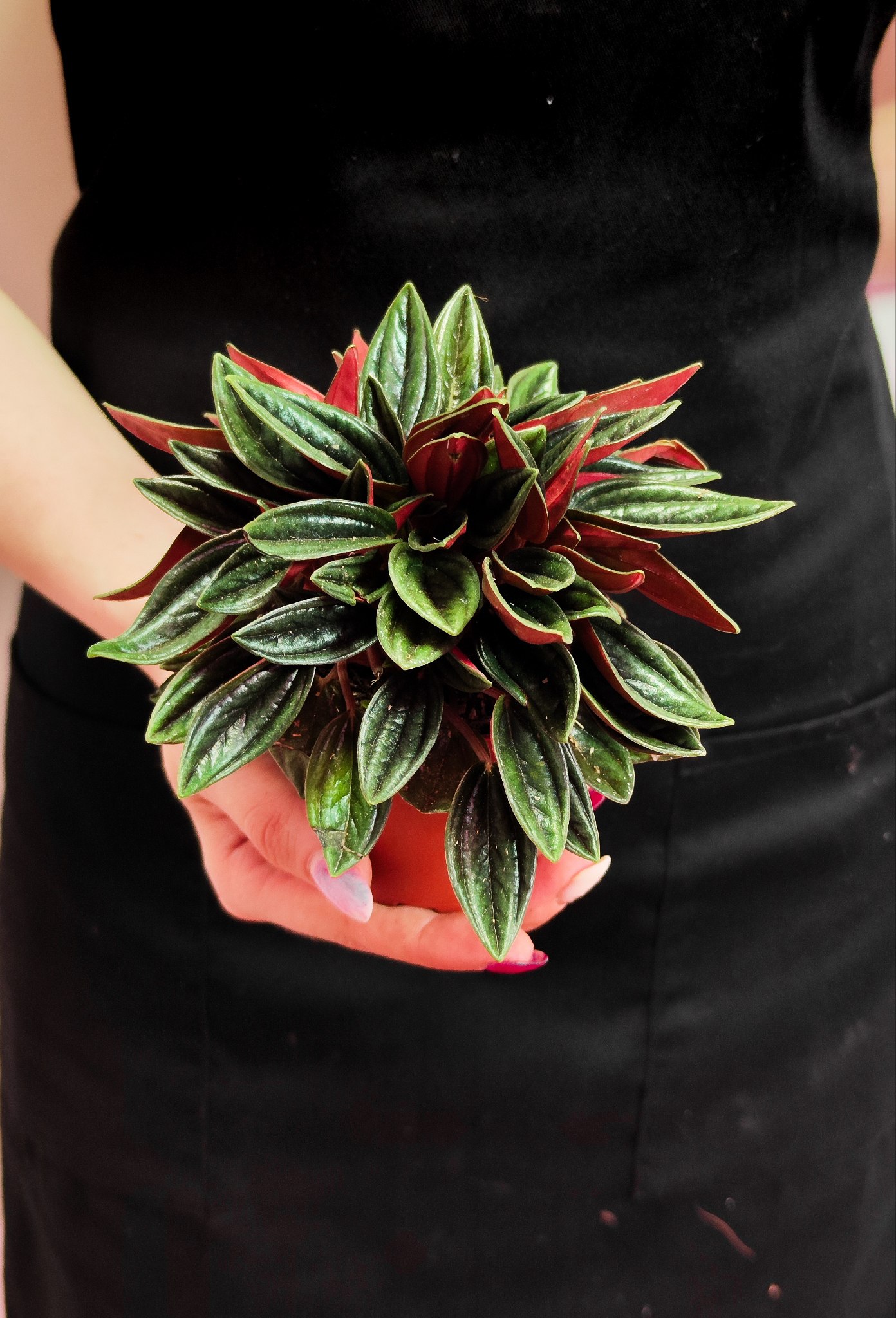 Пеперомия Россо (Peperomia Rosso) D7см