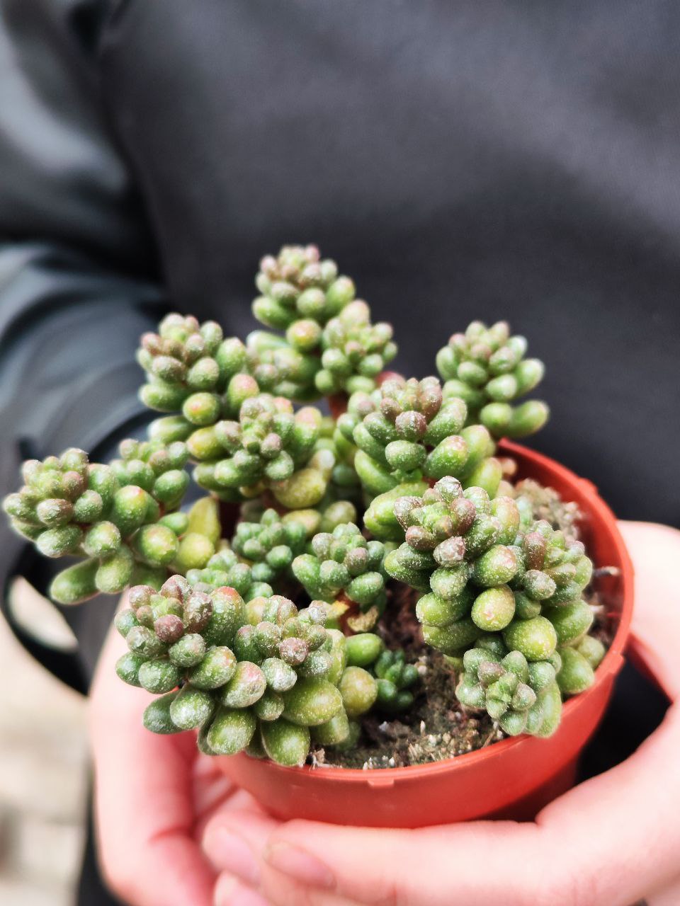 Седум Хернандеса (Sedum Hernandezii) D8,5см