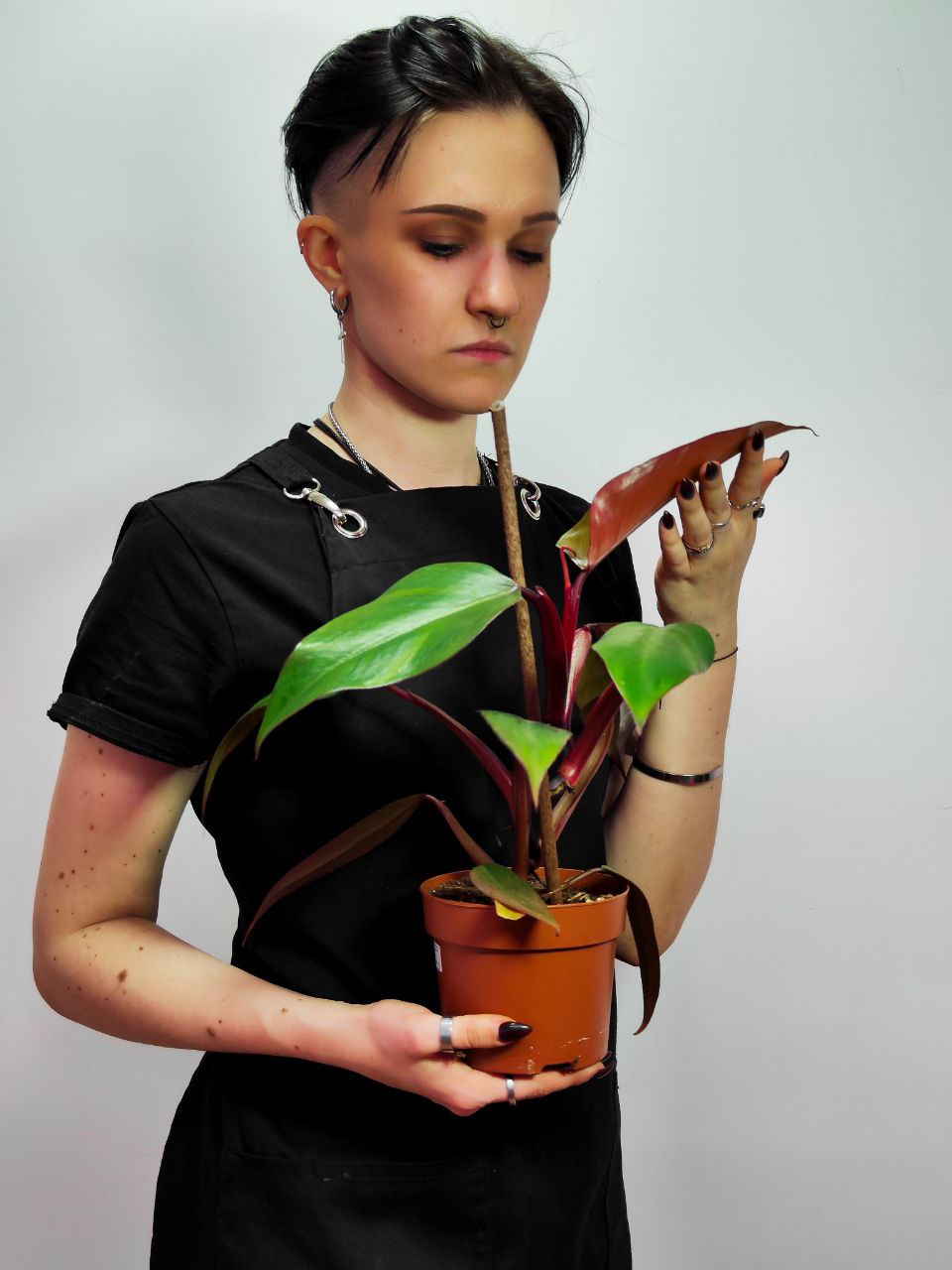 Филодендрон Ред Сан (Philodendron Red Sun) D12см