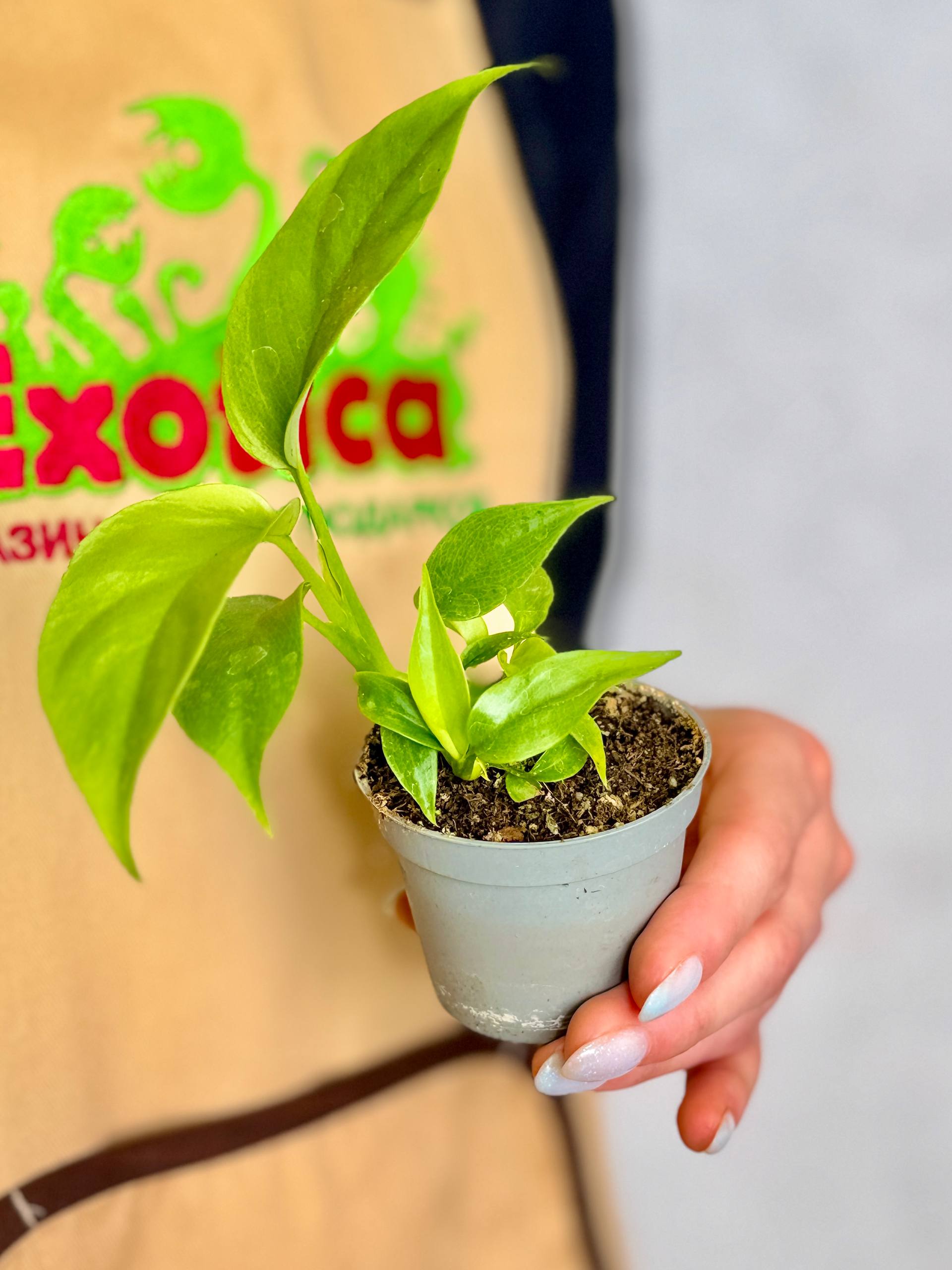 Монстера Минима (Monstera Minima) D6см