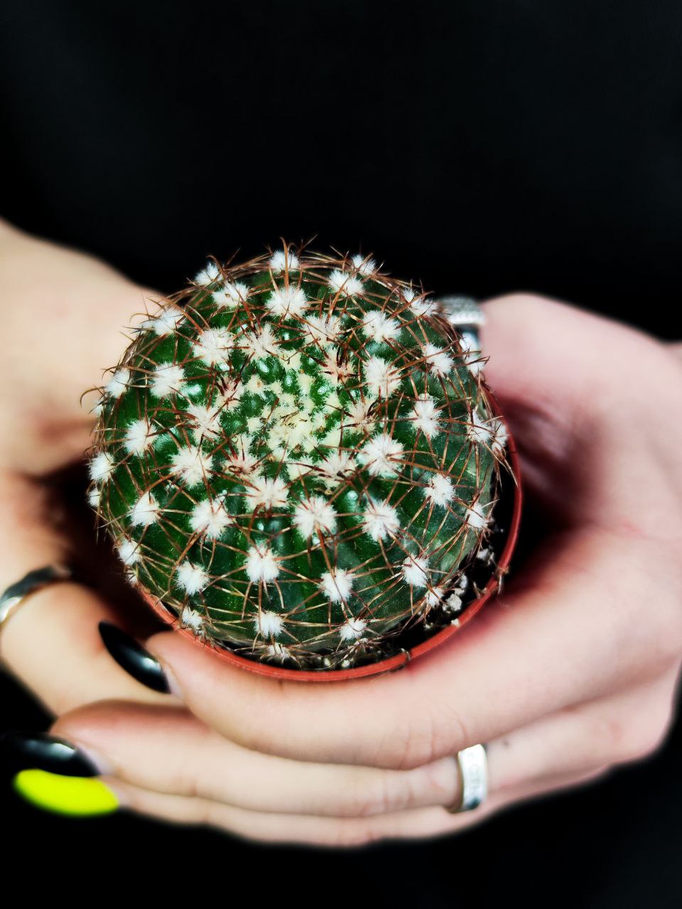 Нотокактус Юбельмана (Notocactus Uebelmaniana) D5см