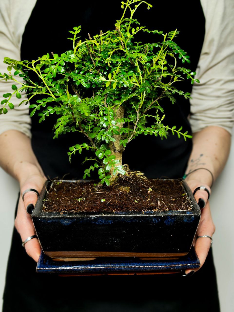 Бонсай Зантоксилум, Желтодревесник Прямой (Bonsai Zanthoxylum)