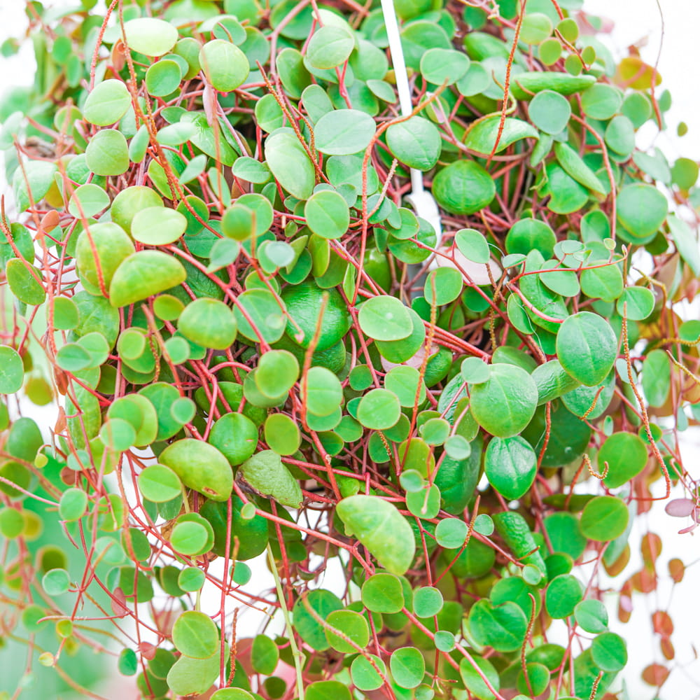 Пеперомия Пепперспот (Peperomia Pepperspot) D5см