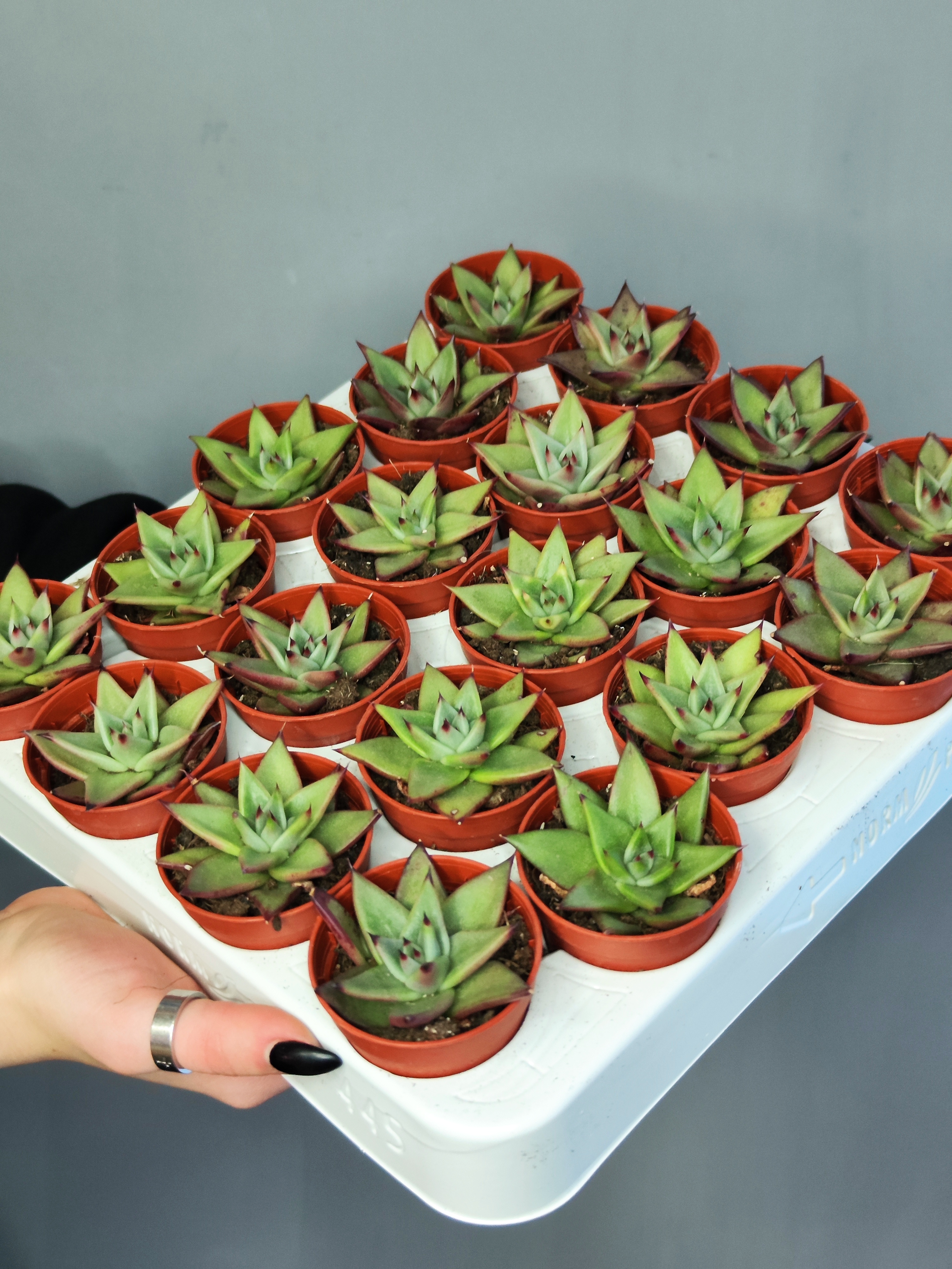 Эхеверия «Агавоидес Эбони» (Echeveria Agavoides Ebony) D5см