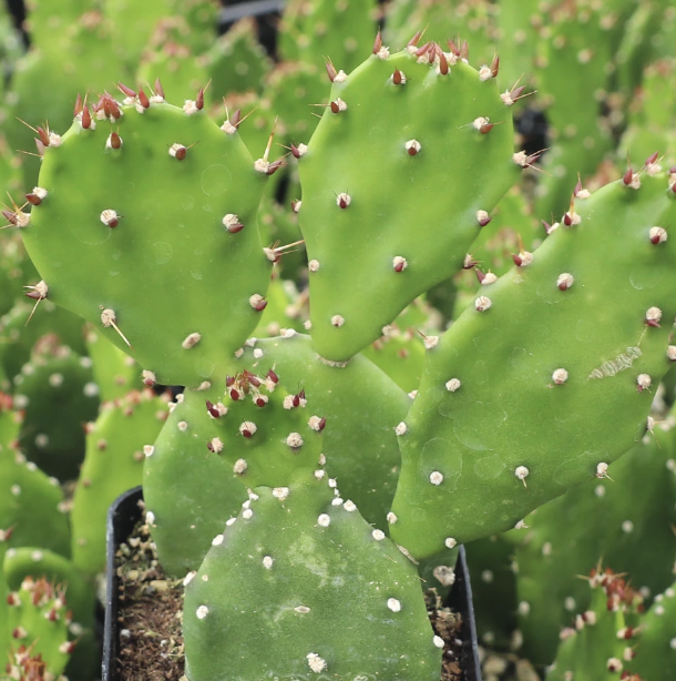 Опунция Монаканта (Opuntia Monacantha) D6см