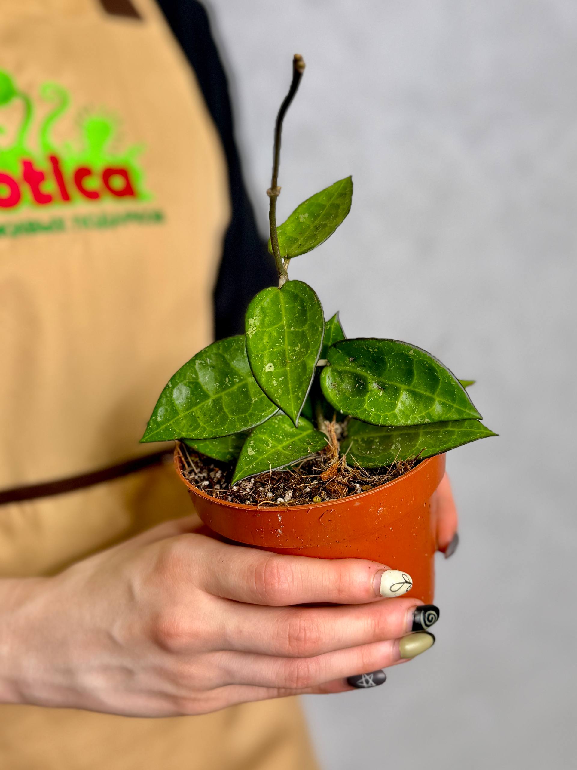Хойя Паразитика Блэк Маржин (Hoya Parasitica Black Margin) D10см