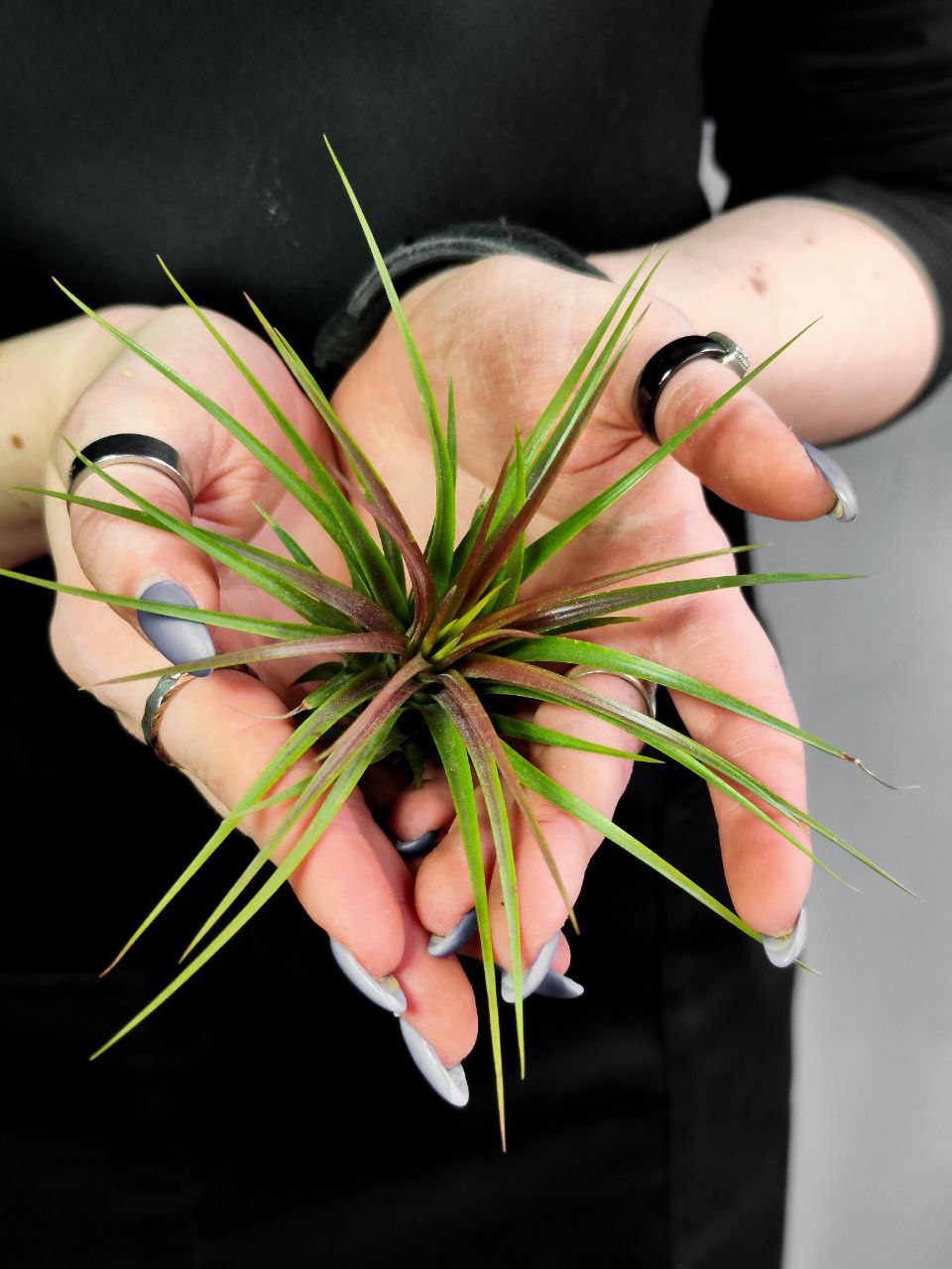 Тилландсия Рейнфорест Ред (Tillandsia Rainforest Red)
