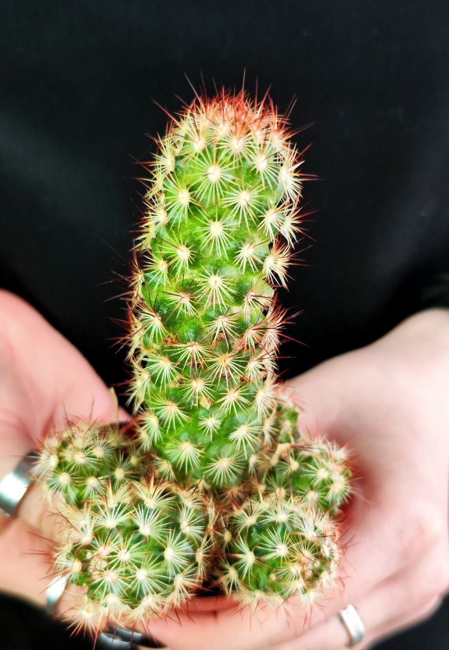 Кактус Маммиллярия Элоганта, или Удлиненная (Cactus Elongata) D5см