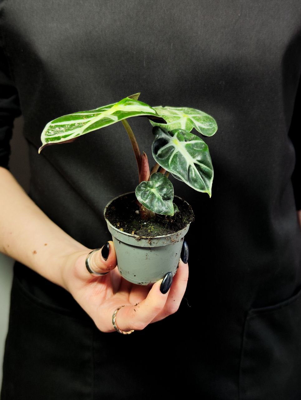 Алоказия Бейби Бамбино (Alocasia Baby Bambino) D6см