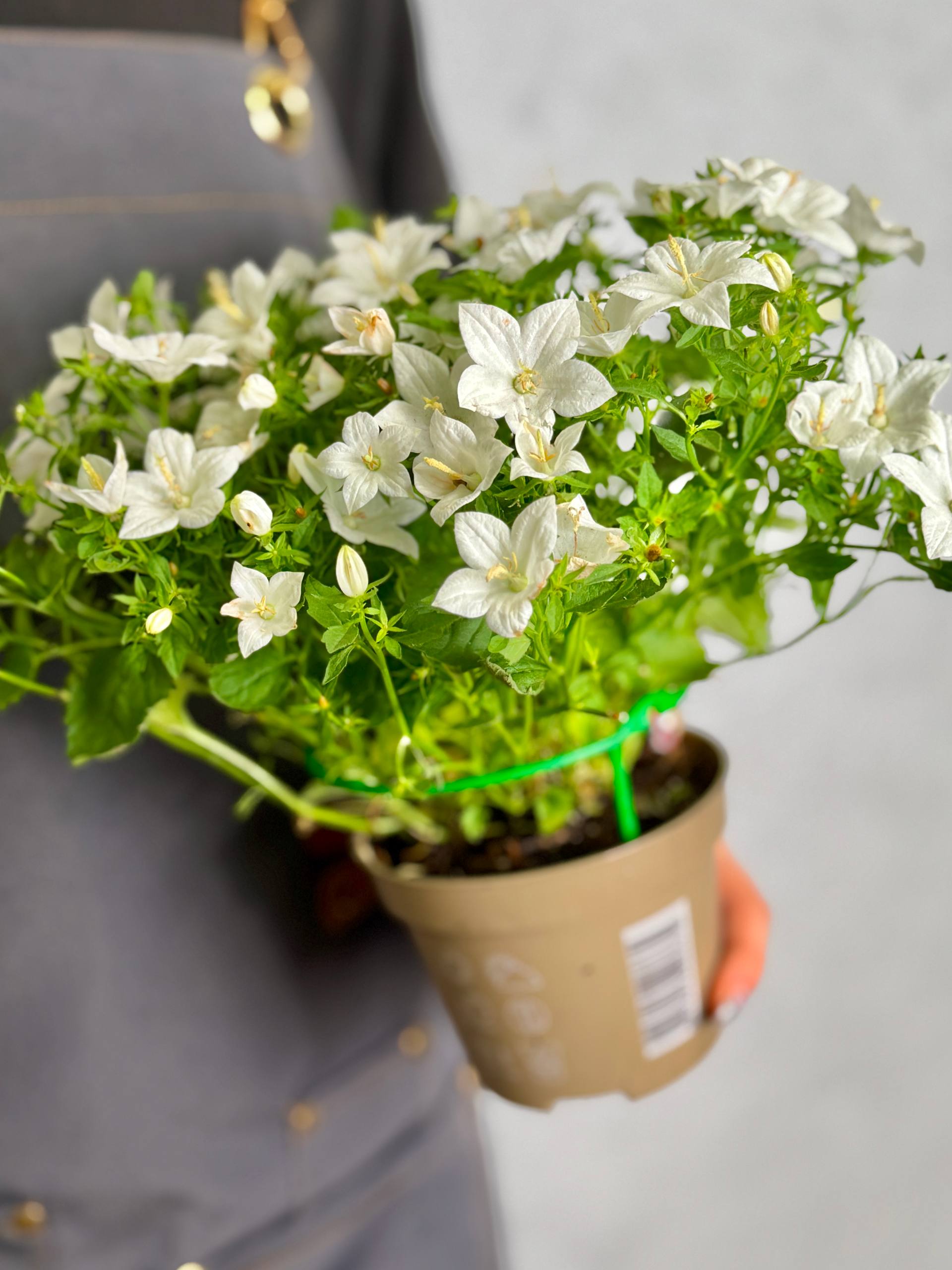 Кампанула Изофилла Белая, или Колокольчик Невеста (Campanula Isophylla White) D11см