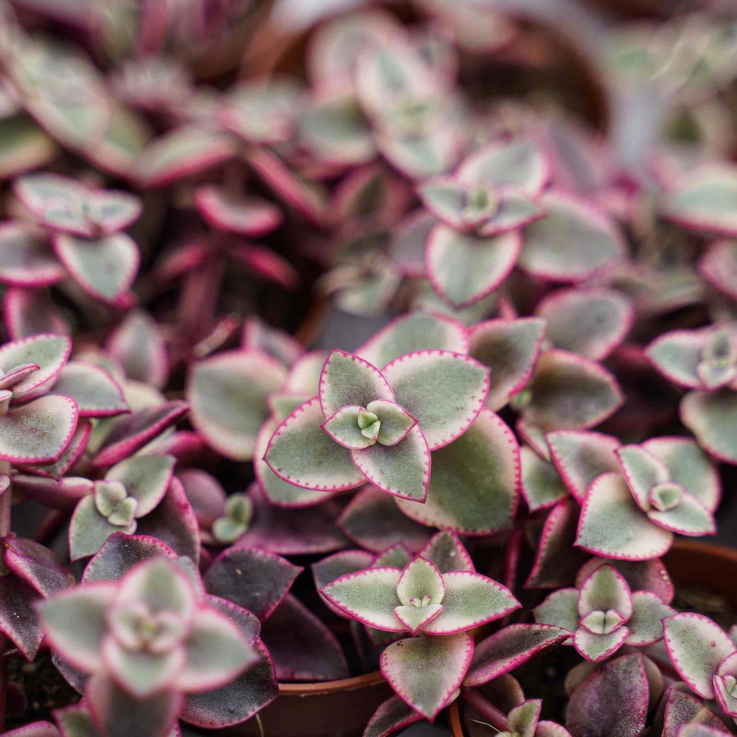 Крассула Маргиналис (Crassula Marginalis) D5см