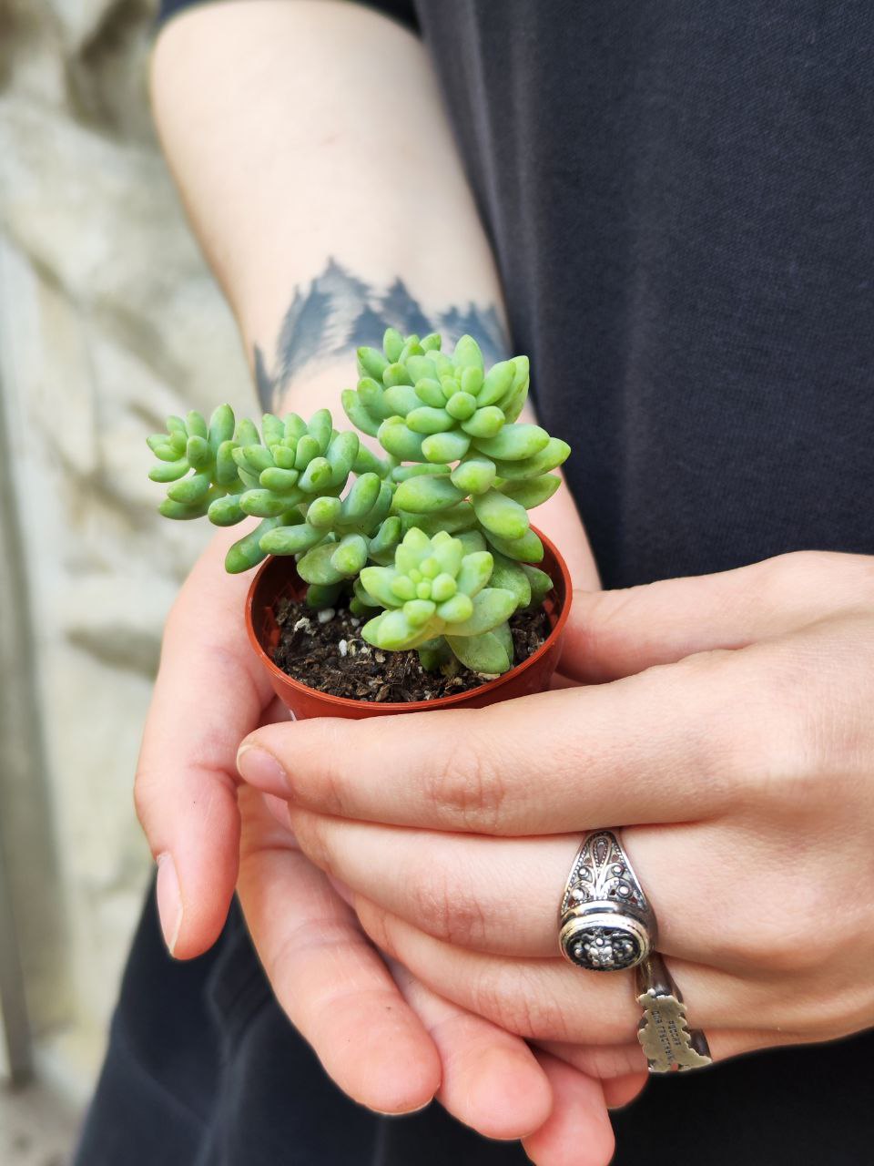 Седум Буррито (Sedum Burrito) D5см