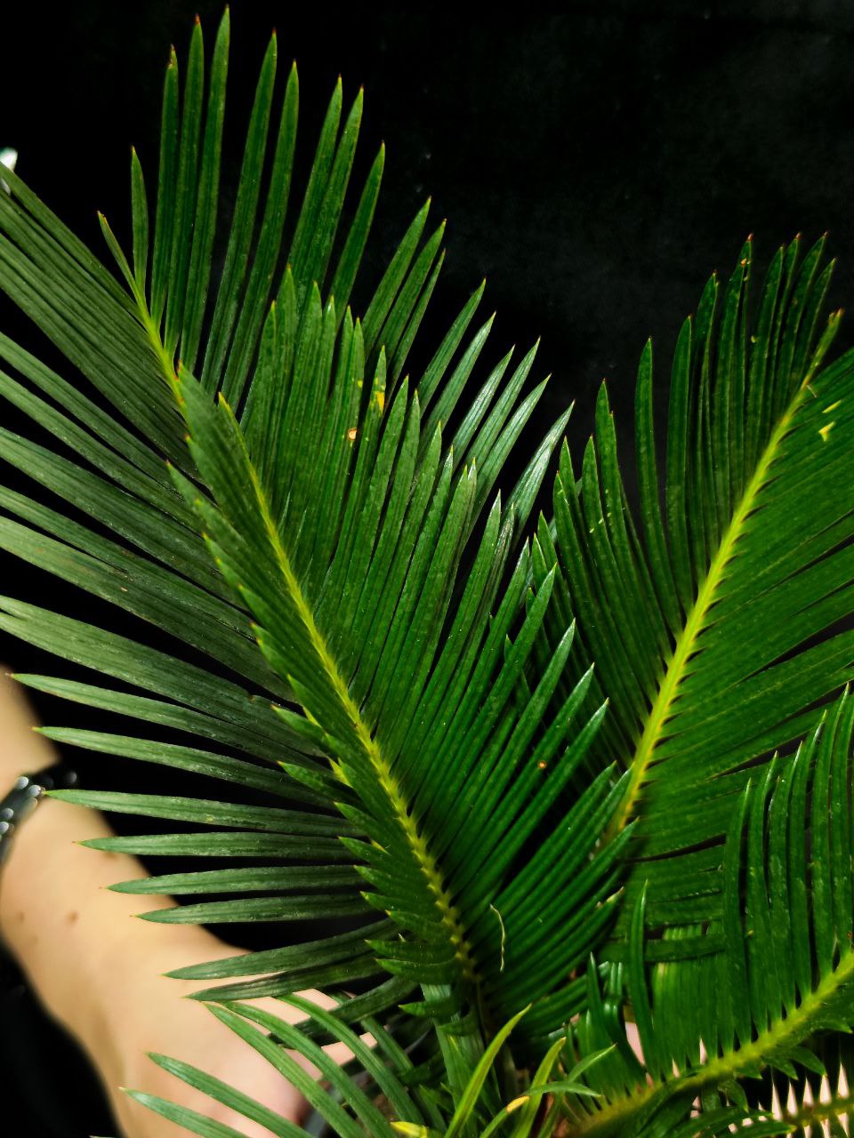Цикас Революта (Cycas Revoluta) D9см