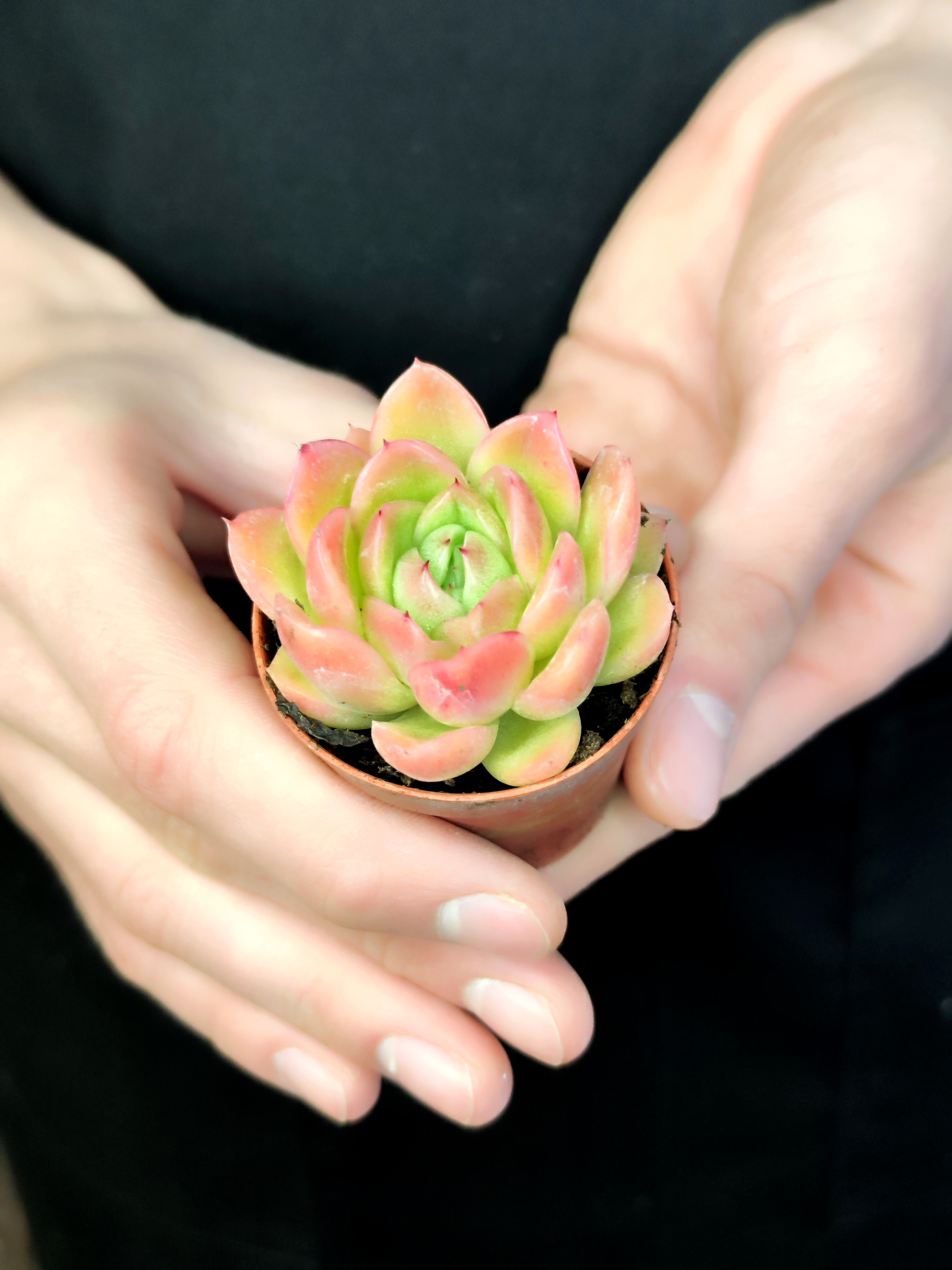 Эхеверия Гилва Ред (Echeveria Gilva Red) D5см