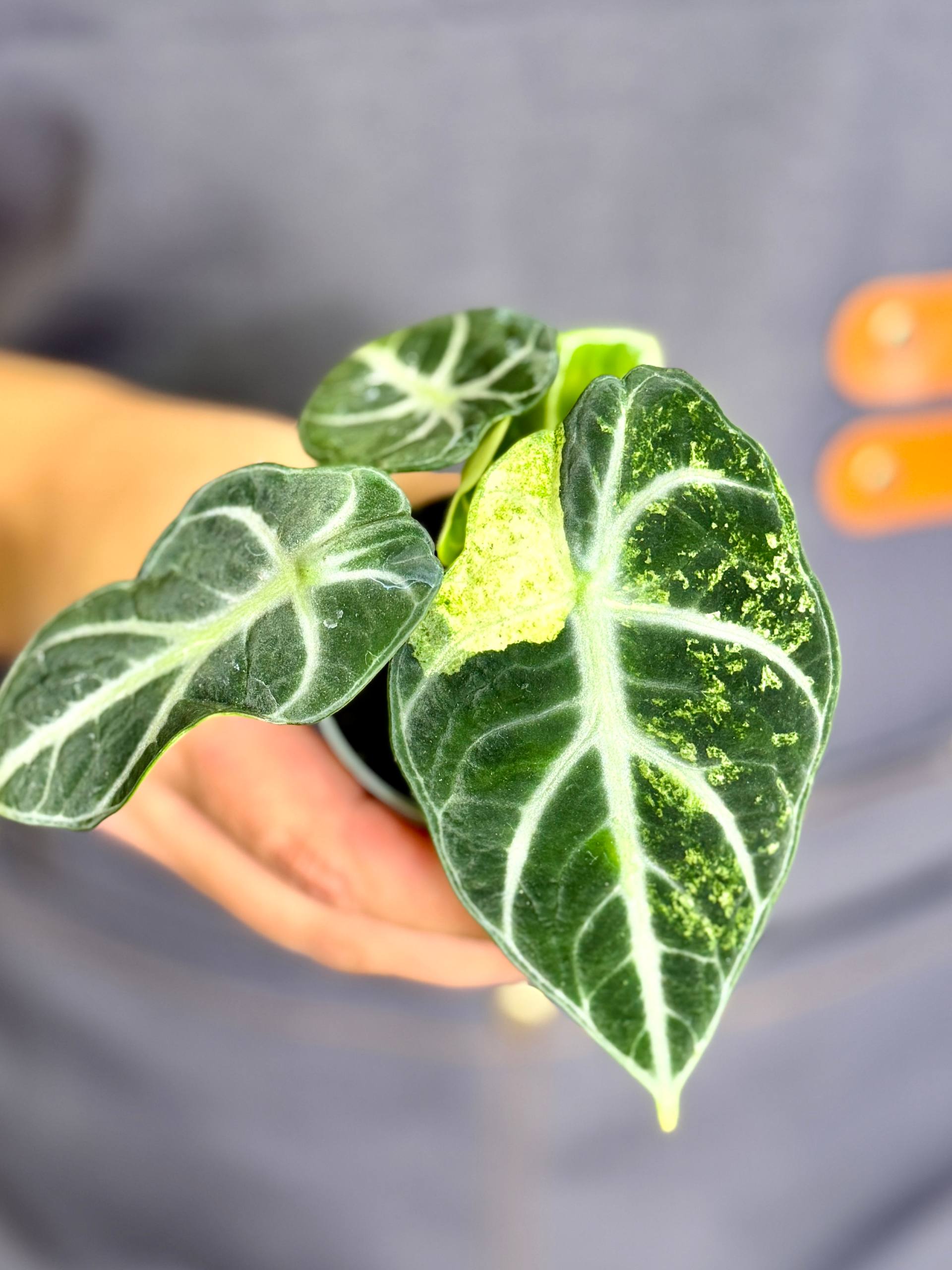Алоказия Ниндзя Вариегатная (Alocasia Ninja Variegated) D6см