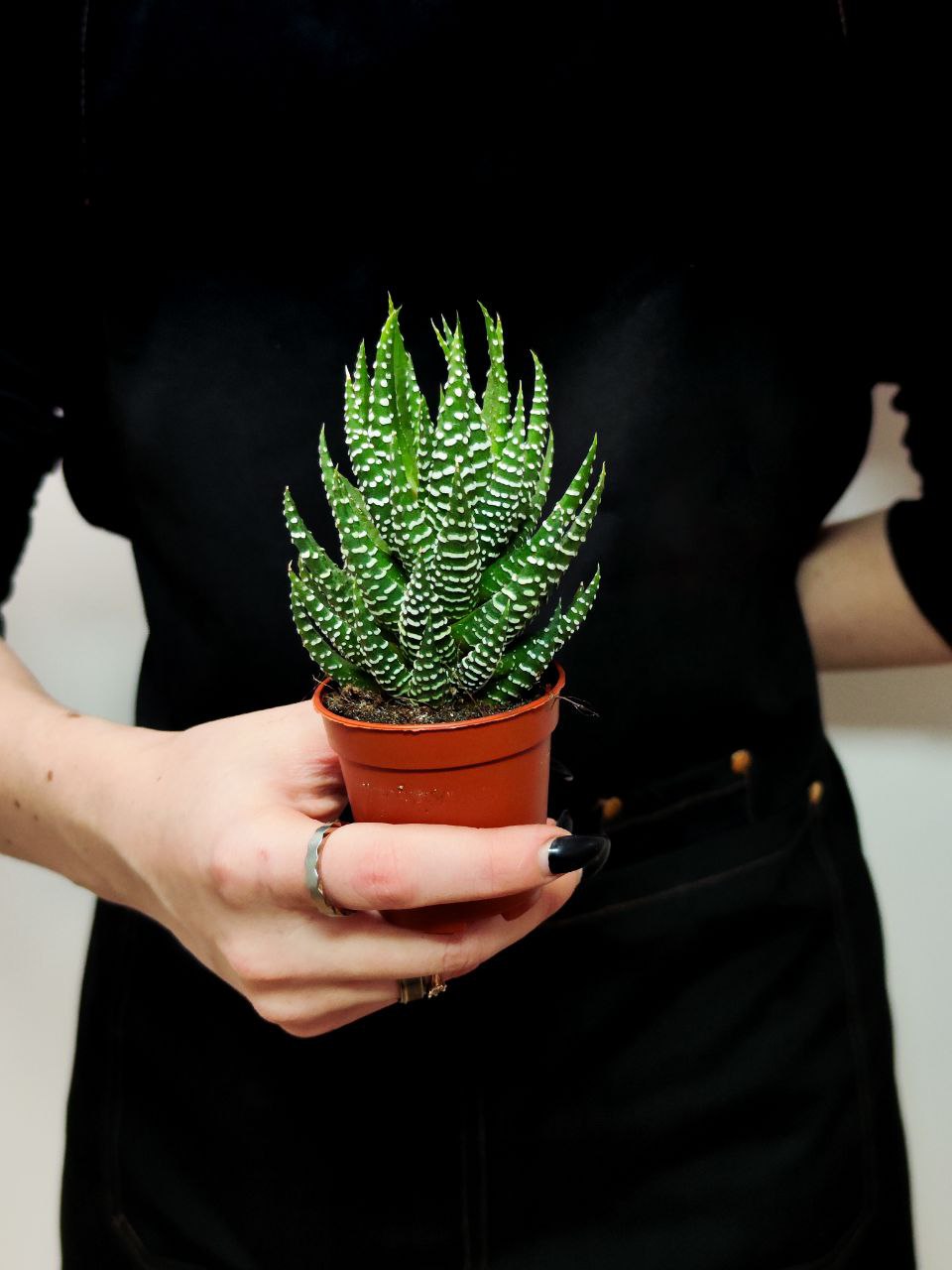 Хавортия Супер Фасциата (Haworthia Superfasciata) D5см
