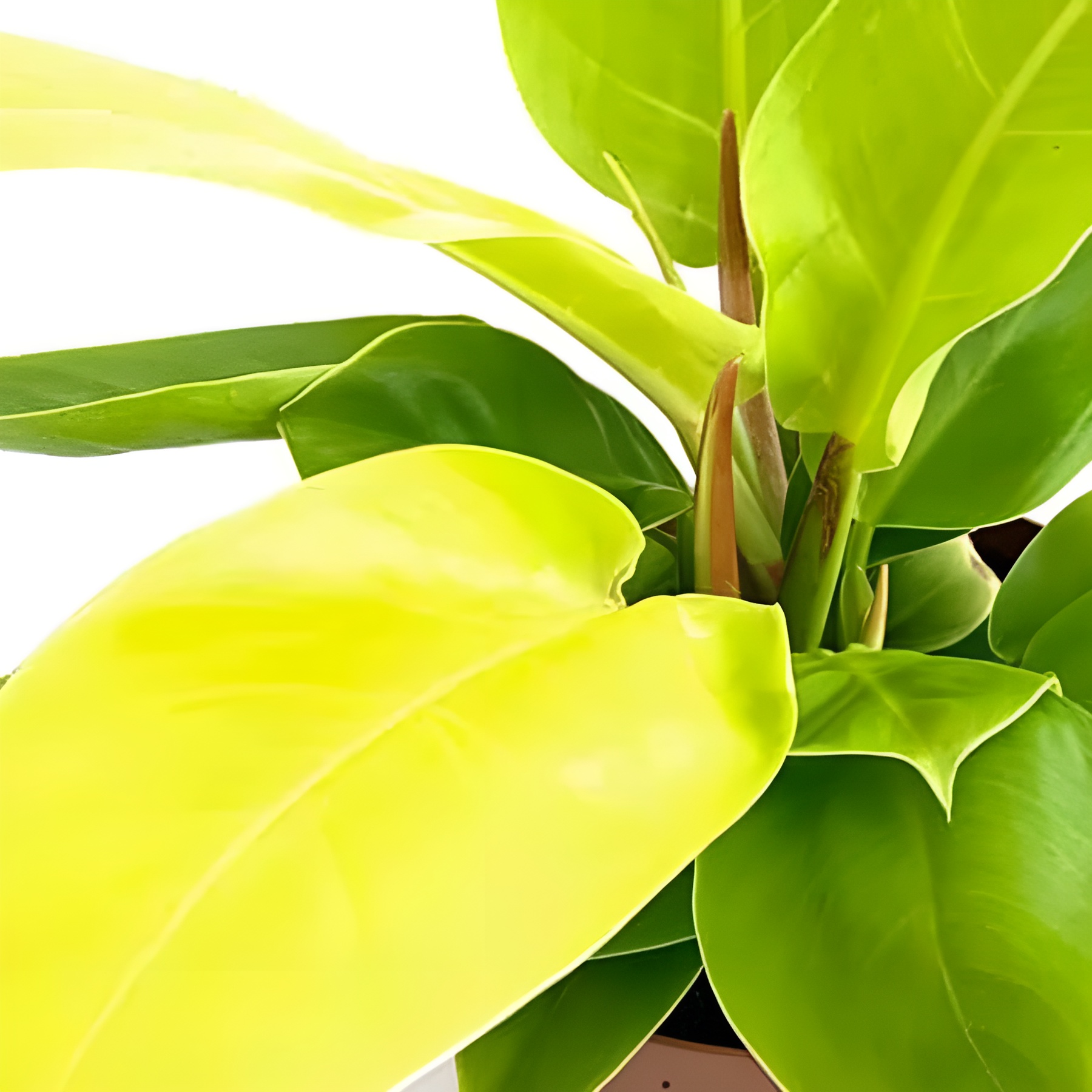 Филодендрон Муншайн (Philodendron Moonshine) D6см