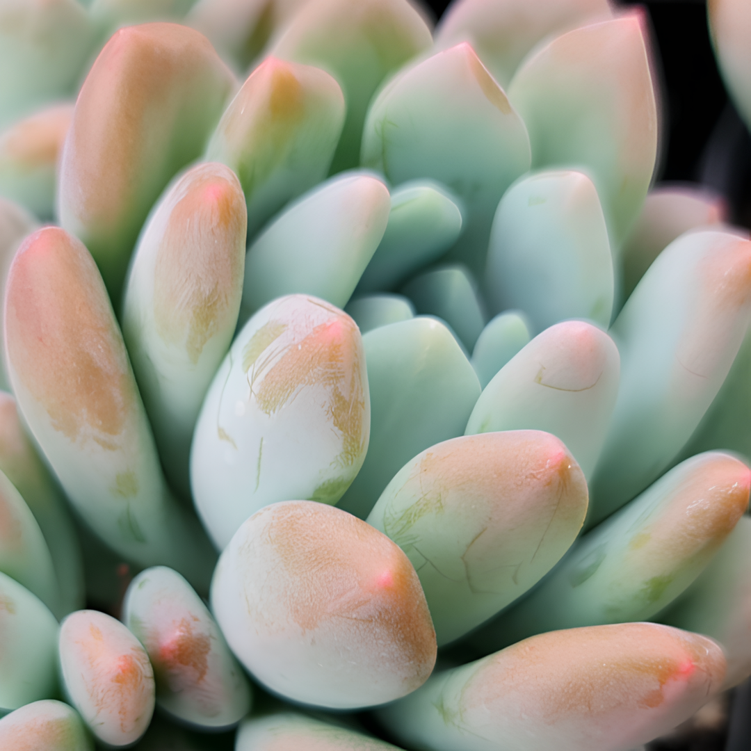 Пахиверия Клавифолия (Pachyveria Clavifolia) D5см