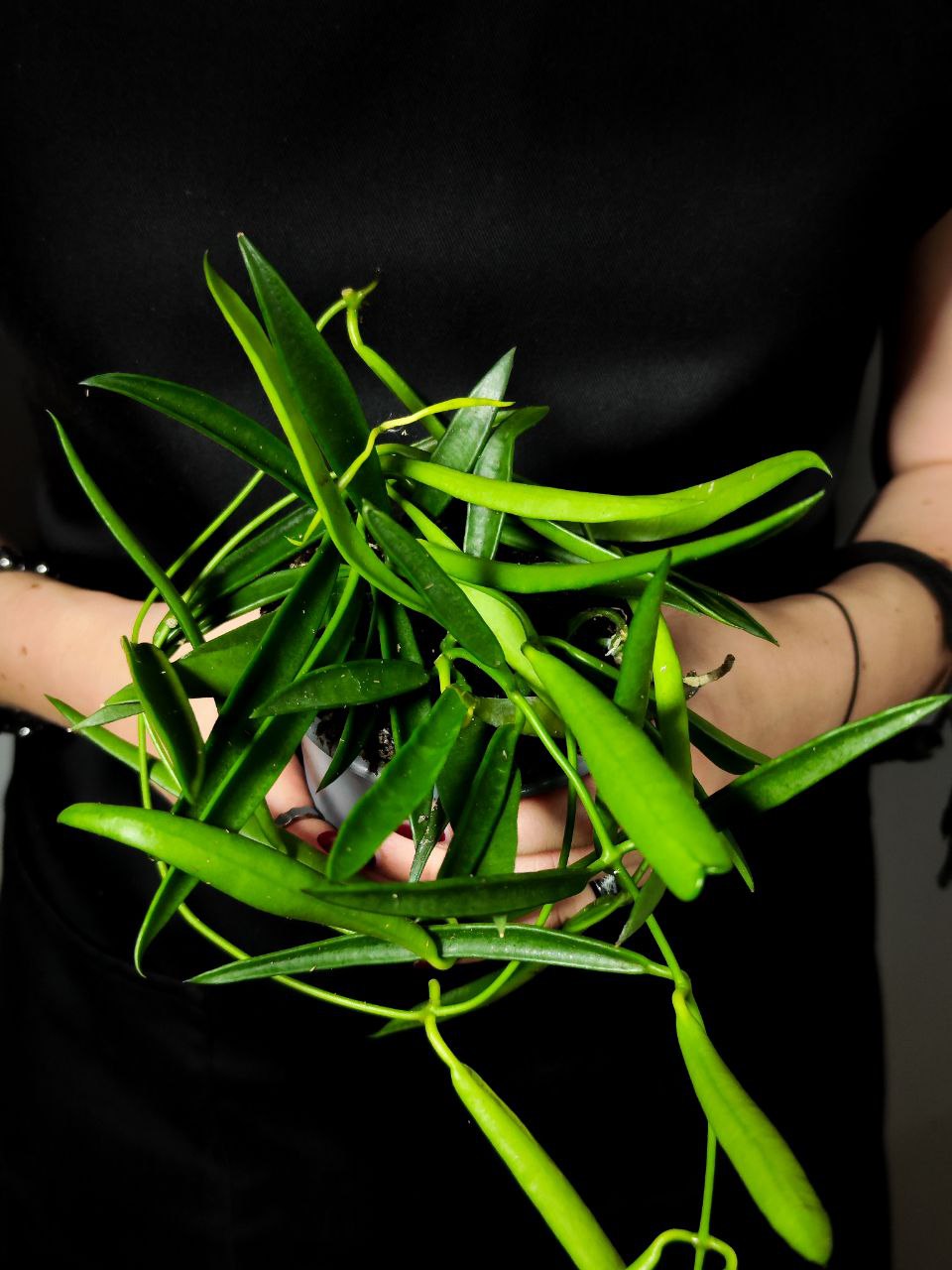 Хойя Длиннолистная (Hoya Longifolia) D9см