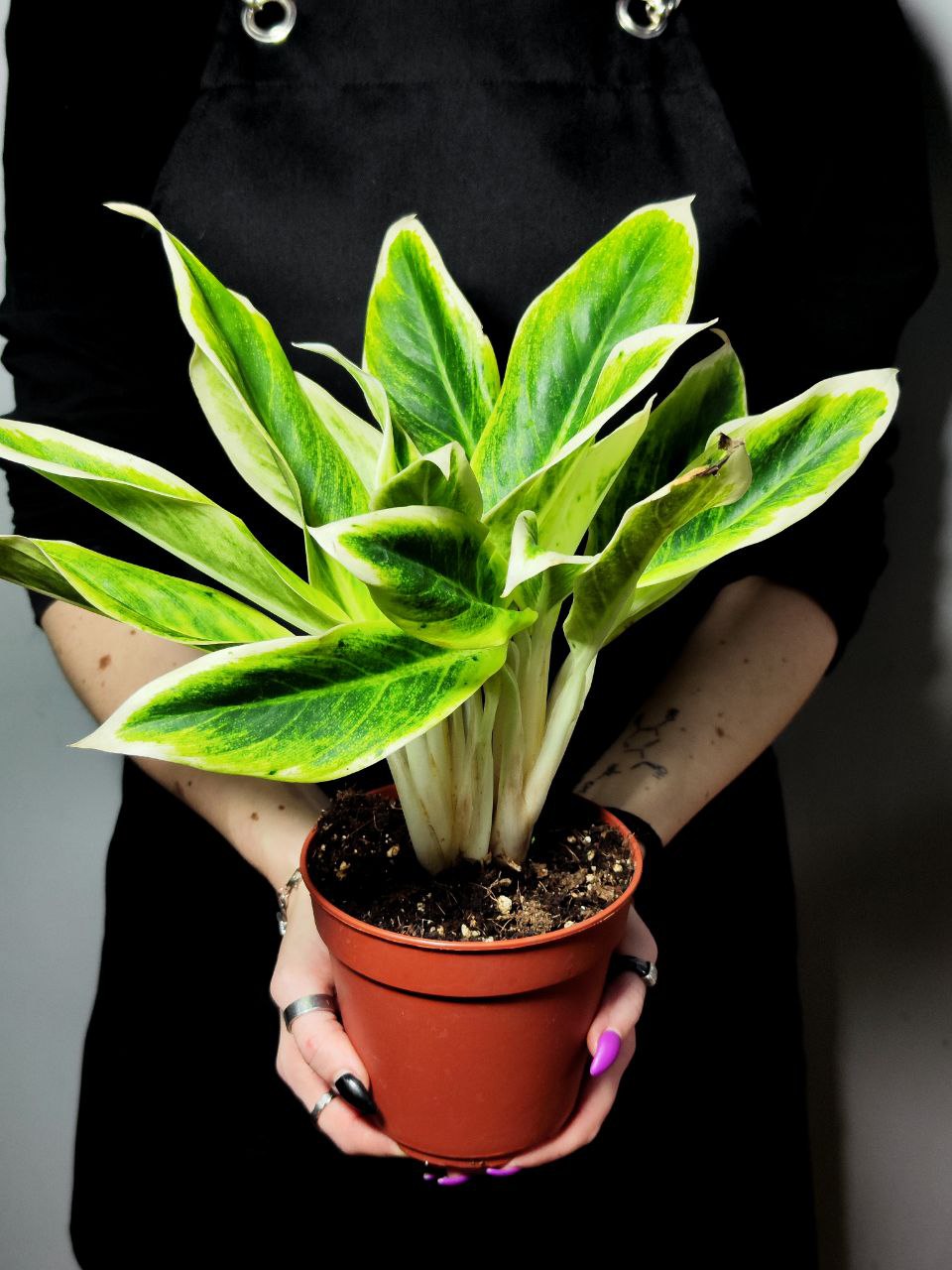 Аглаонема Липстик Грин (Aglaonema Lipstick Green) D12см