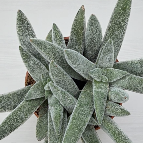 Крассула Сильвер Спарк (Crassula Silver Spark) D5см