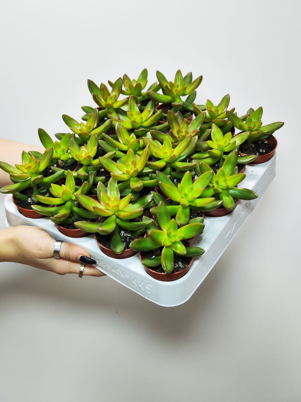 Седум Адольфа Одиночный (Sedum Adolphii) D5см