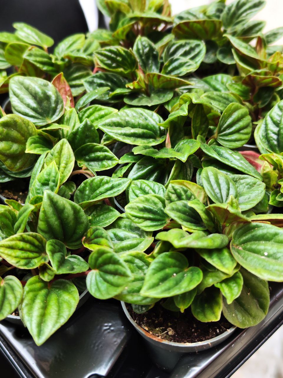 Пеперомия Амазоникас (Peperomia Amazonicas) D5см