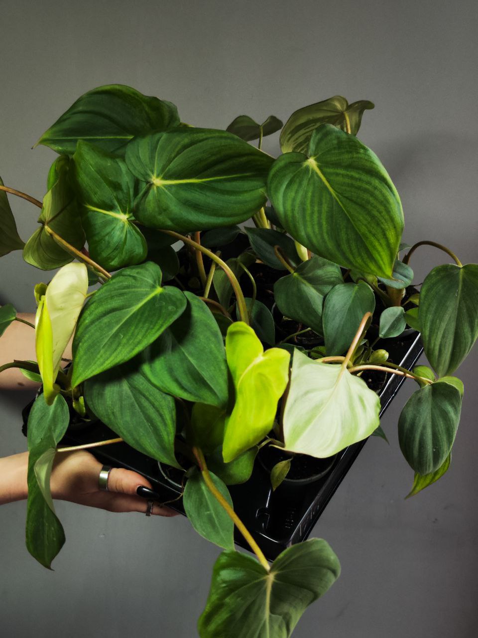 Филодендрон Макдауэлл (Philodendron McDowell) D6см